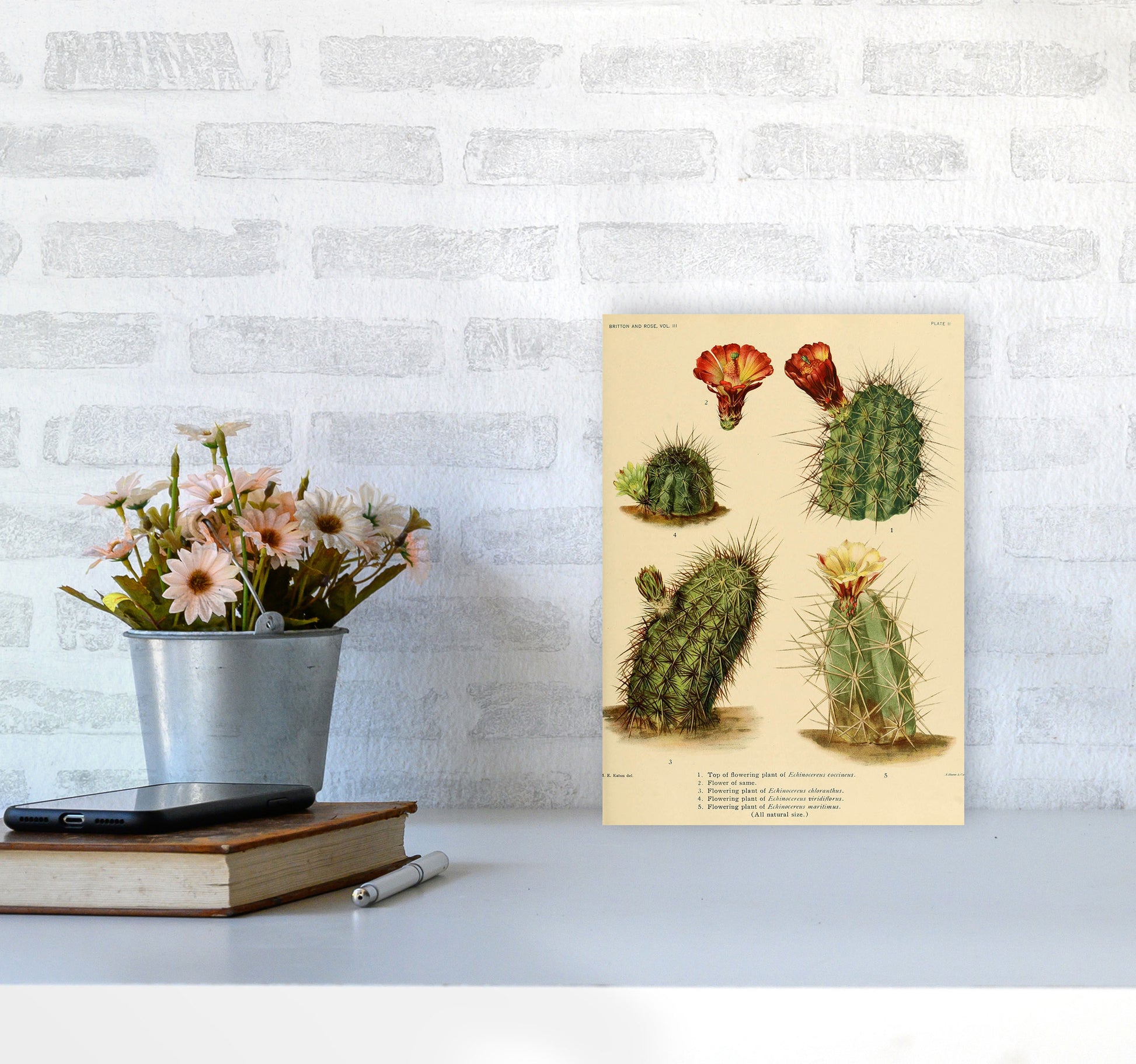 Cactus Series 1 Art Print by Jason Stanley A4 Black Frame