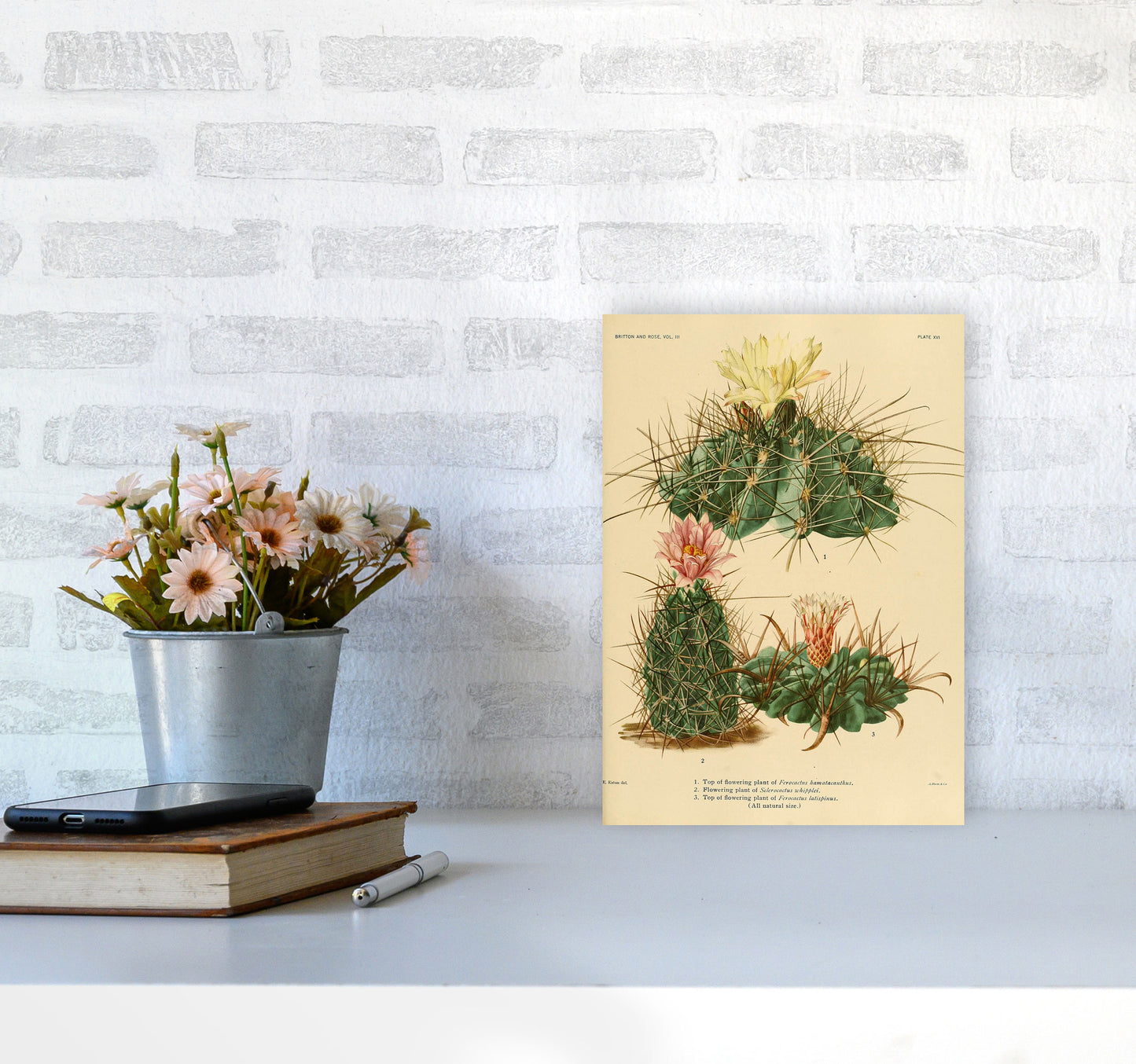 Cactus Series 11 Art Print by Jason Stanley A4 Black Frame