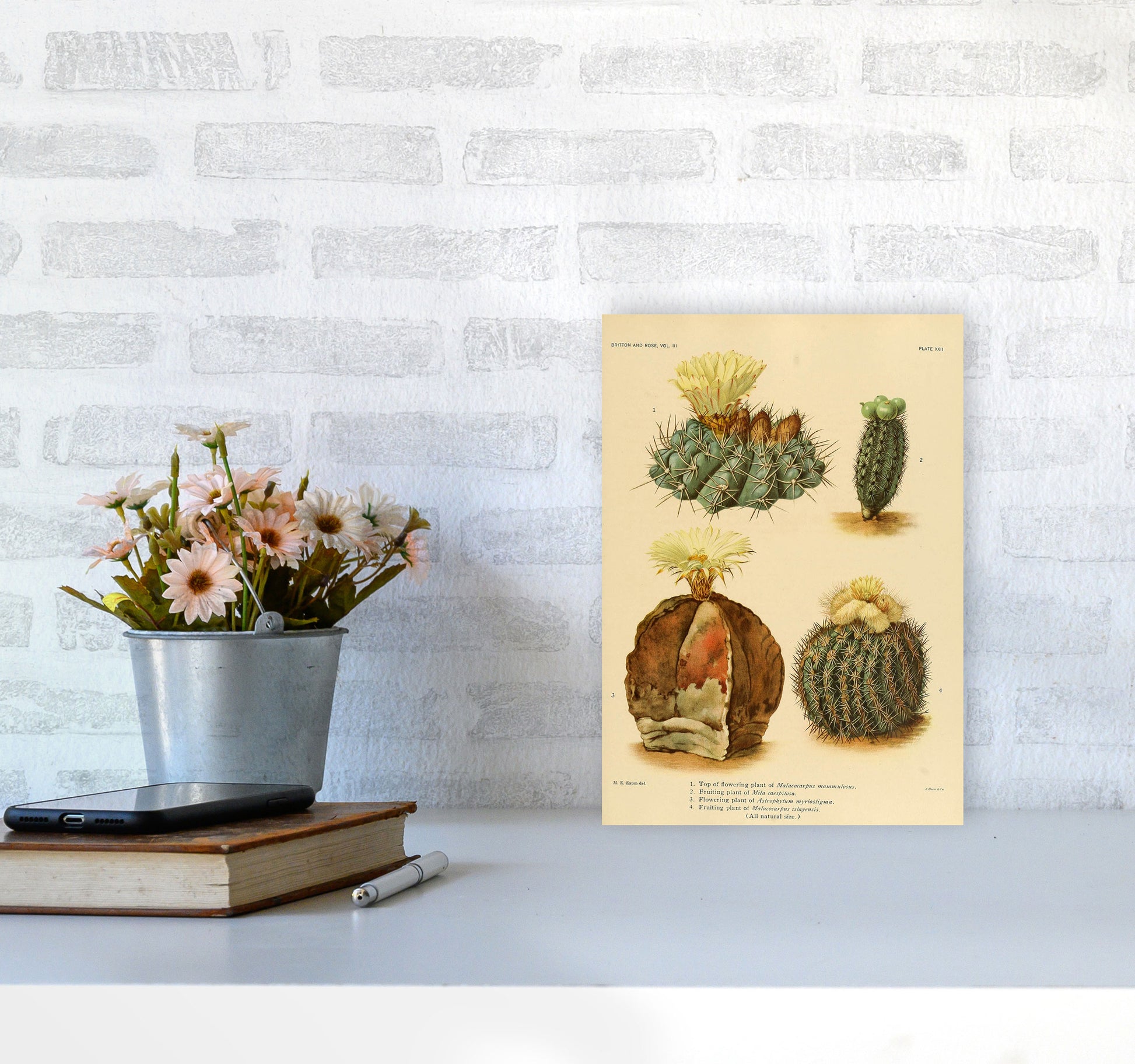 Cactus Series 16 Art Print by Jason Stanley A4 Black Frame