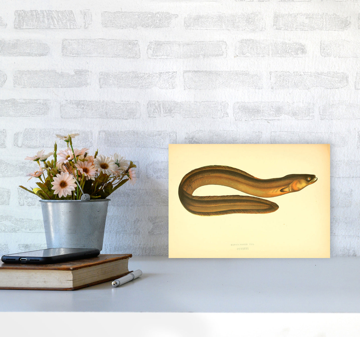 Broad Nosed Eel Art Print by Jason Stanley A4 Black Frame