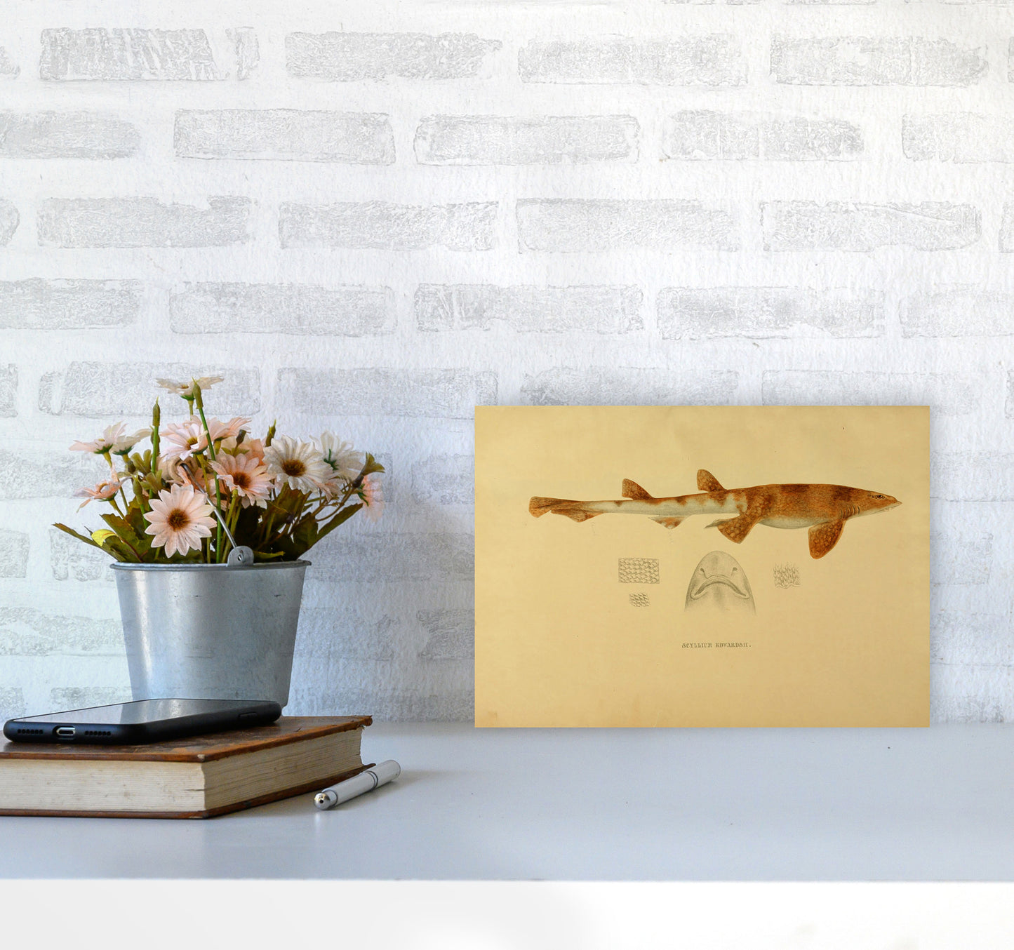 Shark Series 1 Art Print by Jason Stanley A4 Black Frame