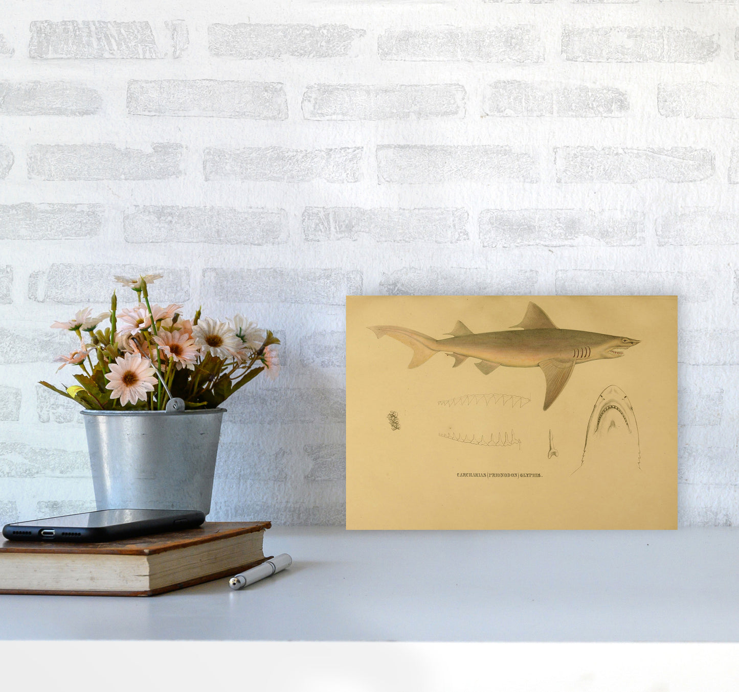 Shark Series 3 Art Print by Jason Stanley A4 Black Frame
