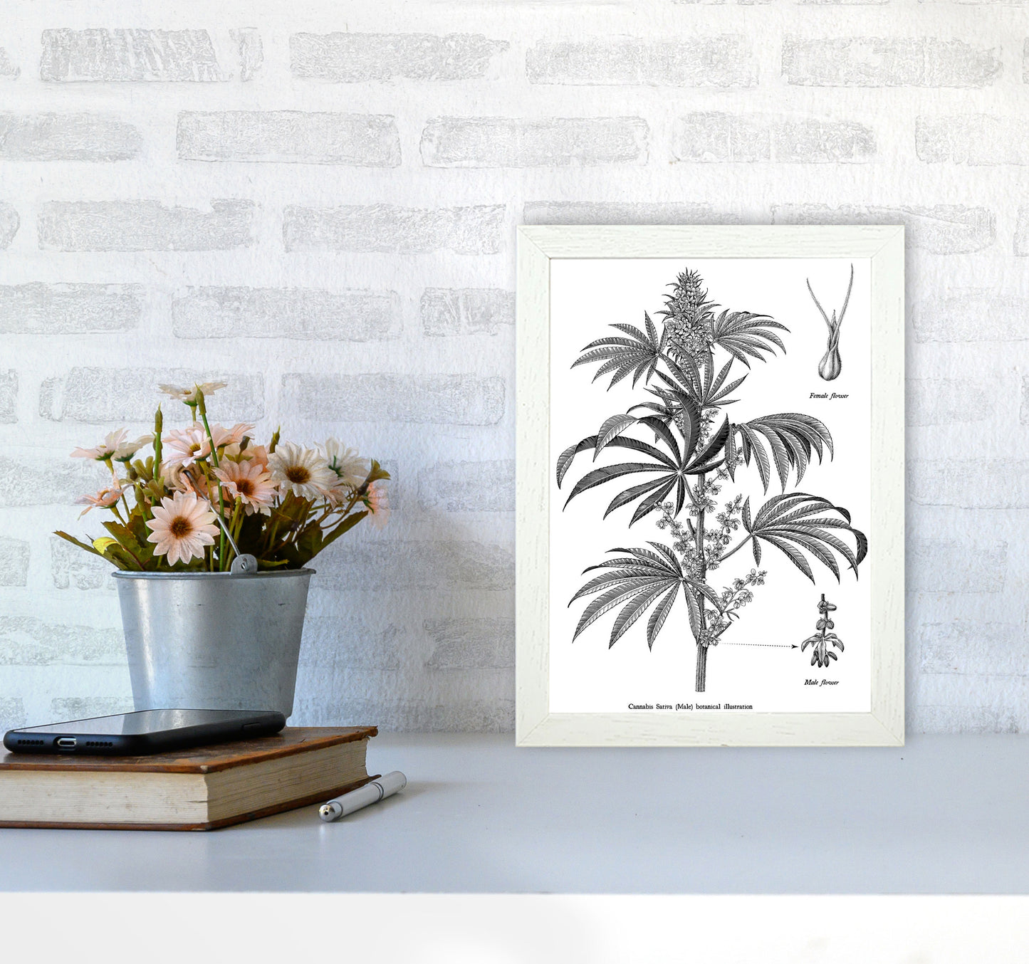 Cannabis Sativa Botanical Illustration Art Print by Jason Stanley A4 Oak Frame