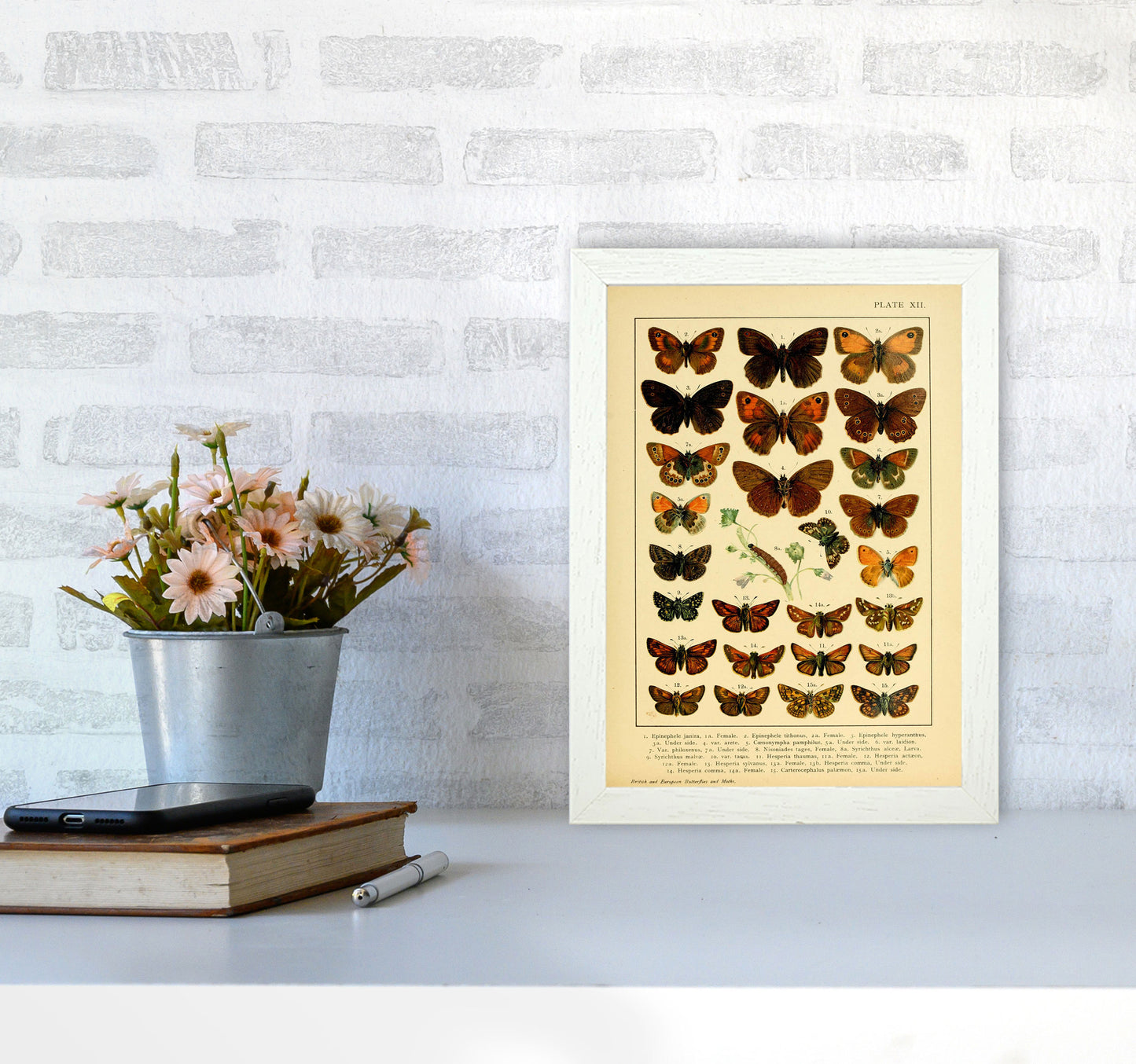 Vintage Butterfly Illustration #2 Art Print by Jason Stanley A4 Oak Frame