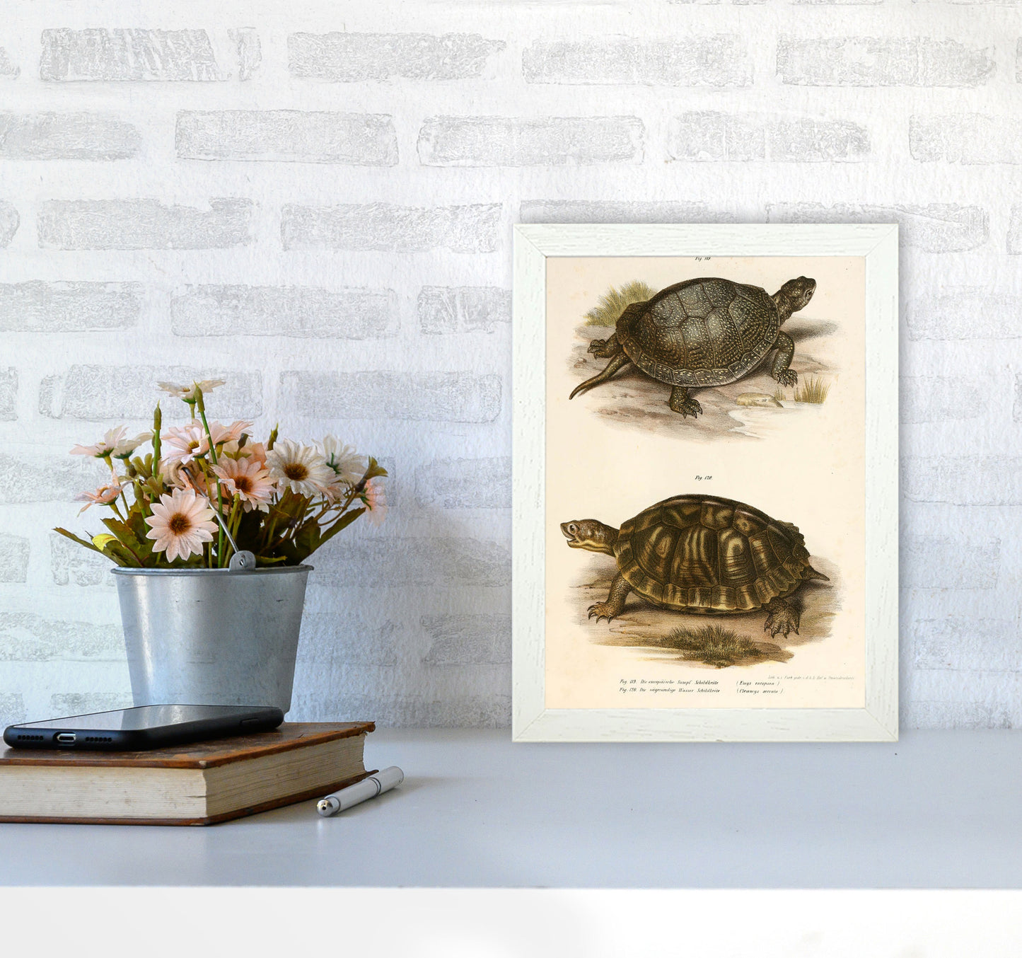 Vintage Turtle Illustration Art Print by Jason Stanley A4 Oak Frame