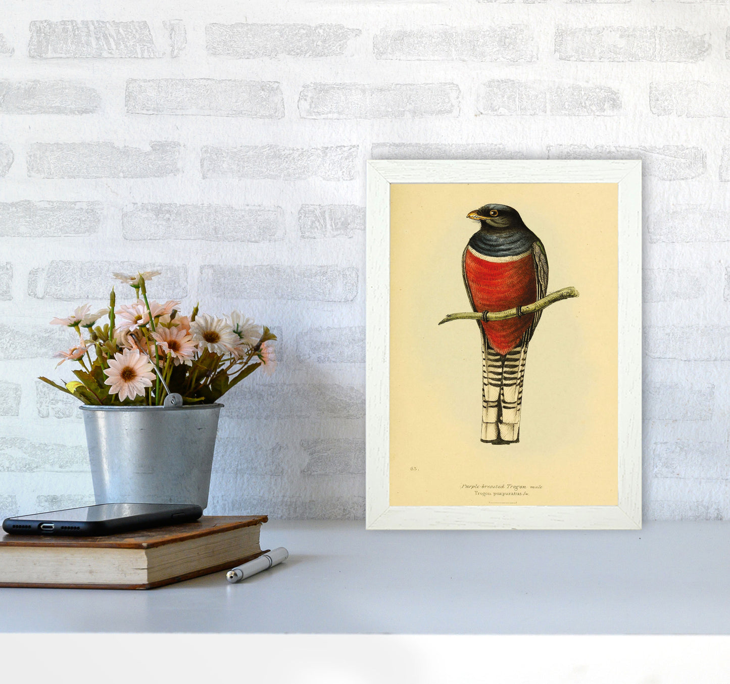 Purple Breasted Trogon Copy Art Print by Jason Stanley A4 Oak Frame