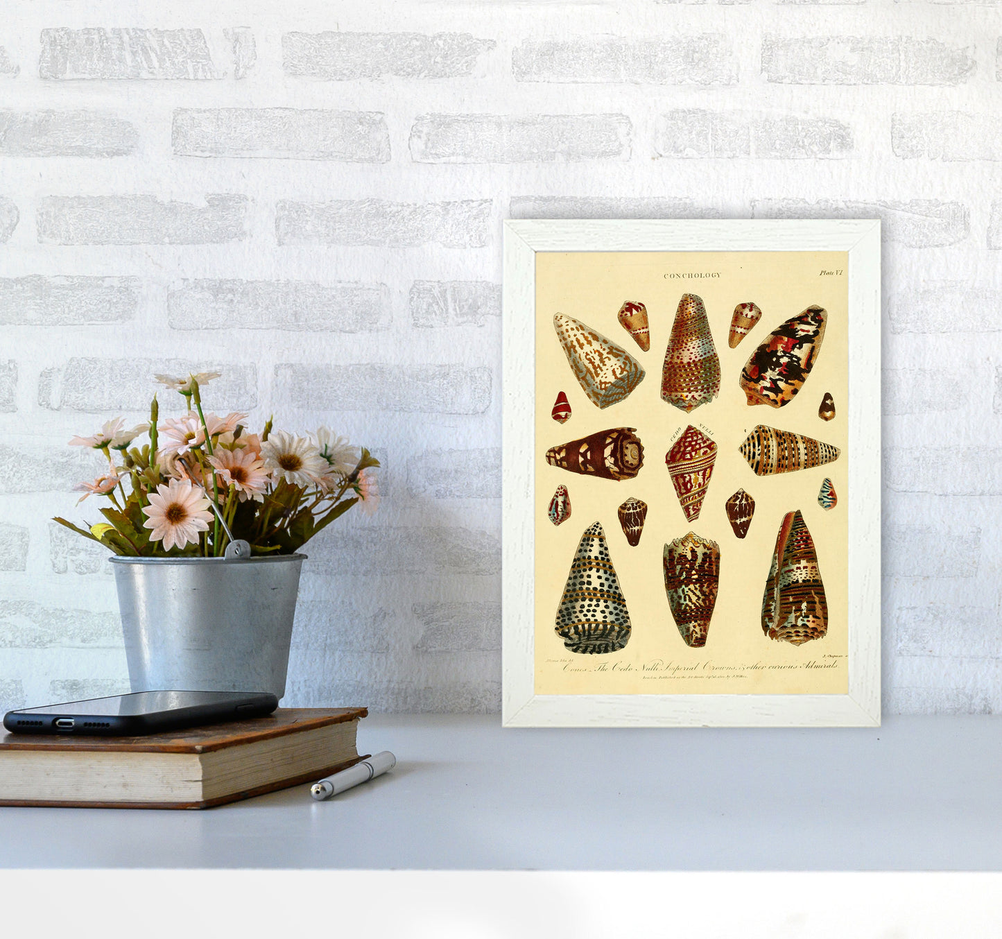 Conchology Illustration 2 Art Print by Jason Stanley A4 Oak Frame