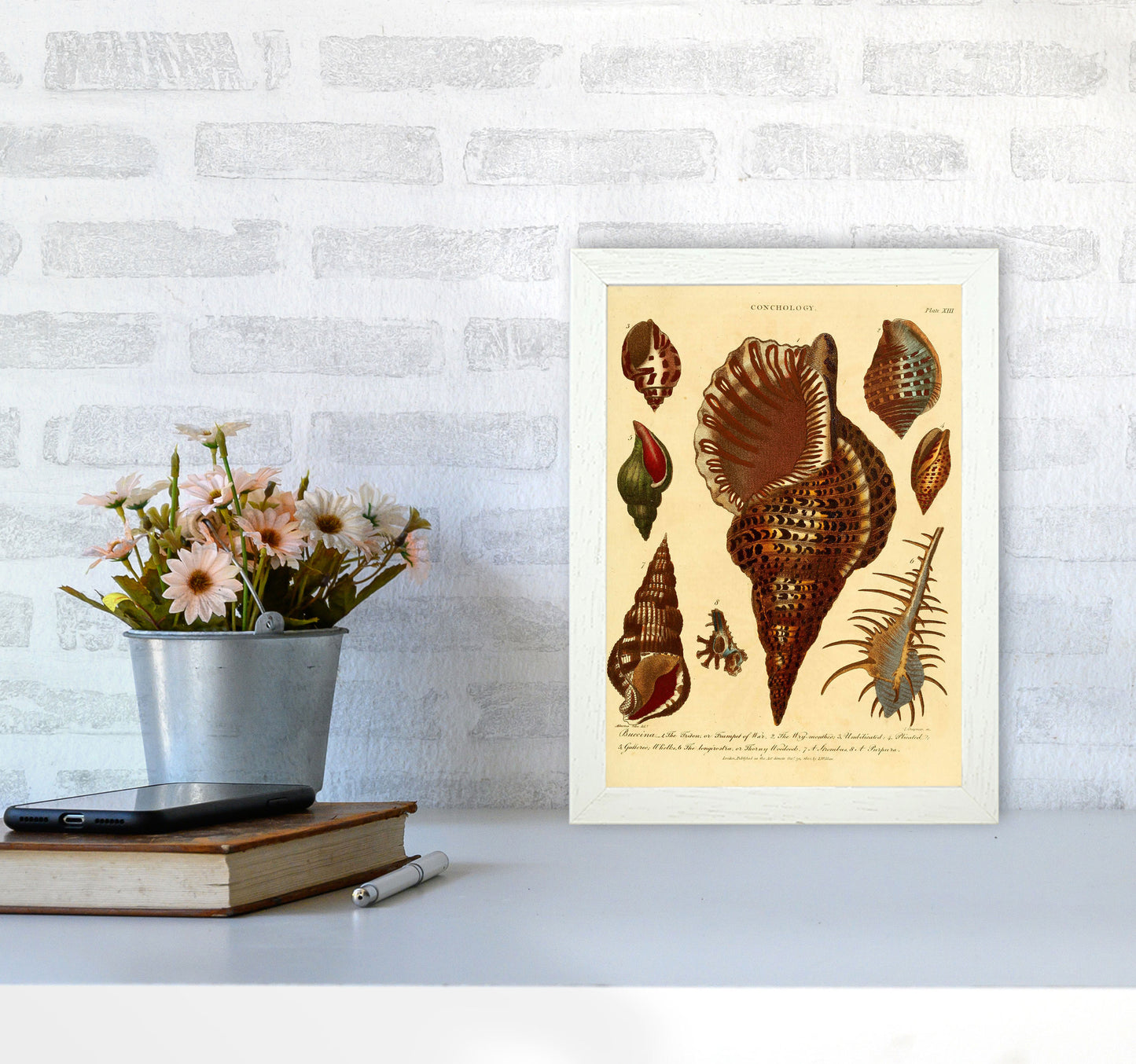 Vintage Conchology 2 Art Print by Jason Stanley A4 Oak Frame