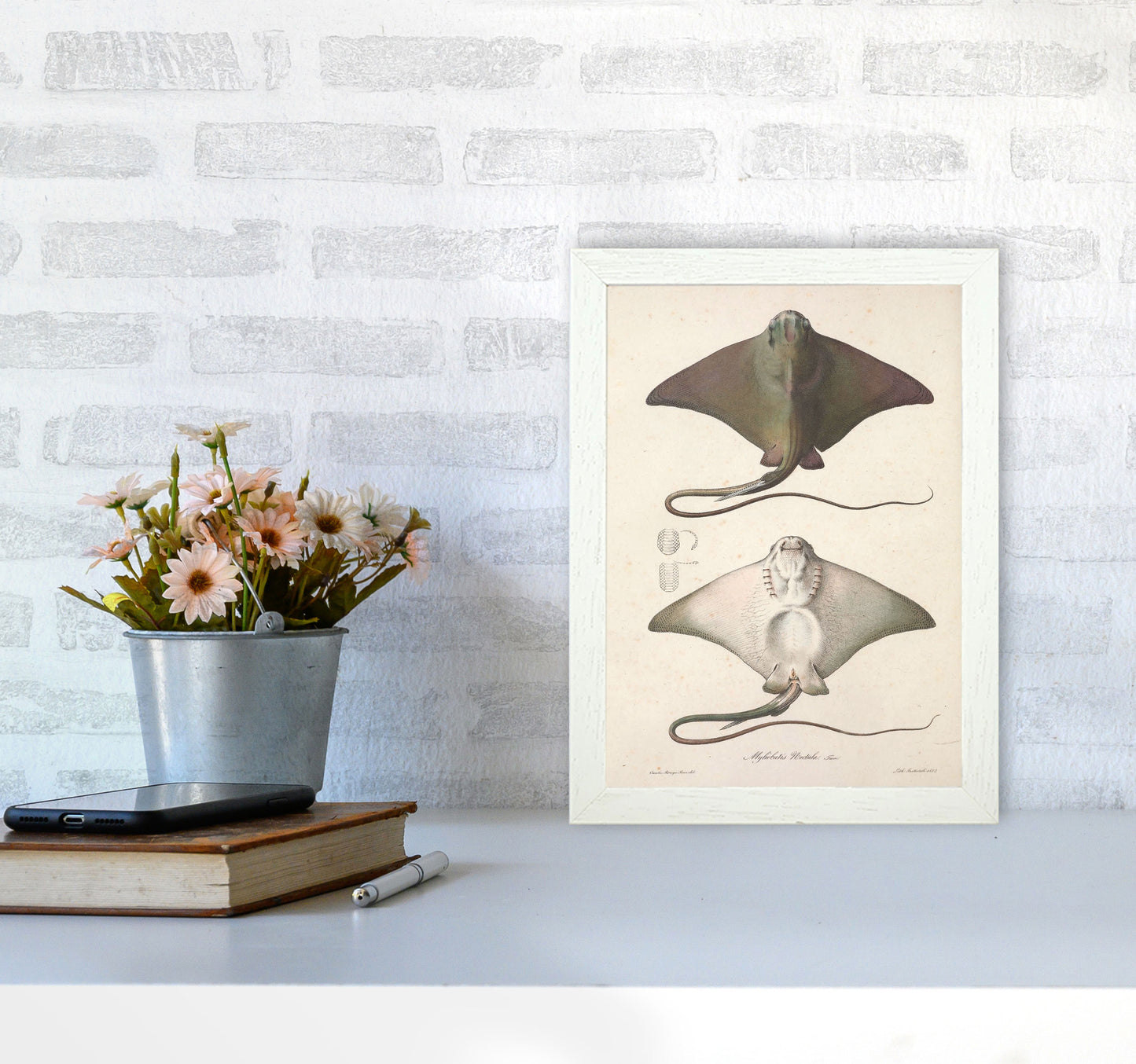 Vintage Stingray Art Print by Jason Stanley A4 Oak Frame
