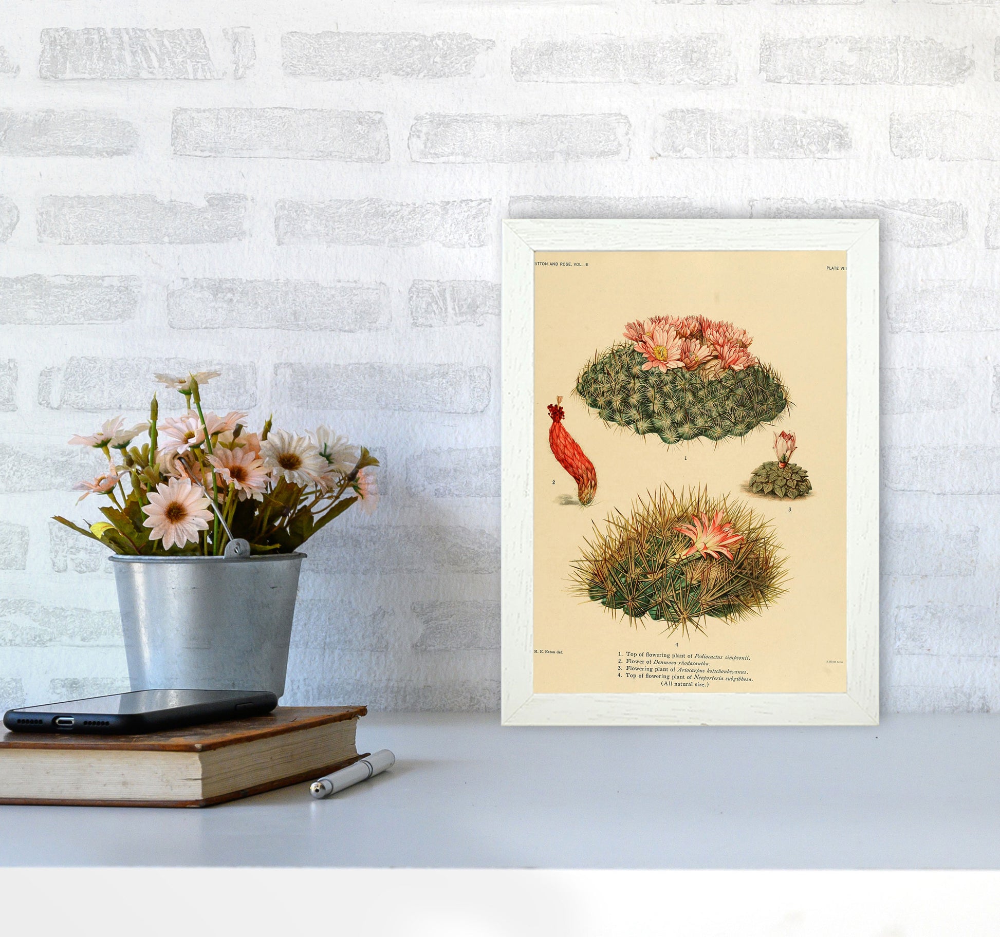 Cactus Series 7 Art Print by Jason Stanley A4 Oak Frame