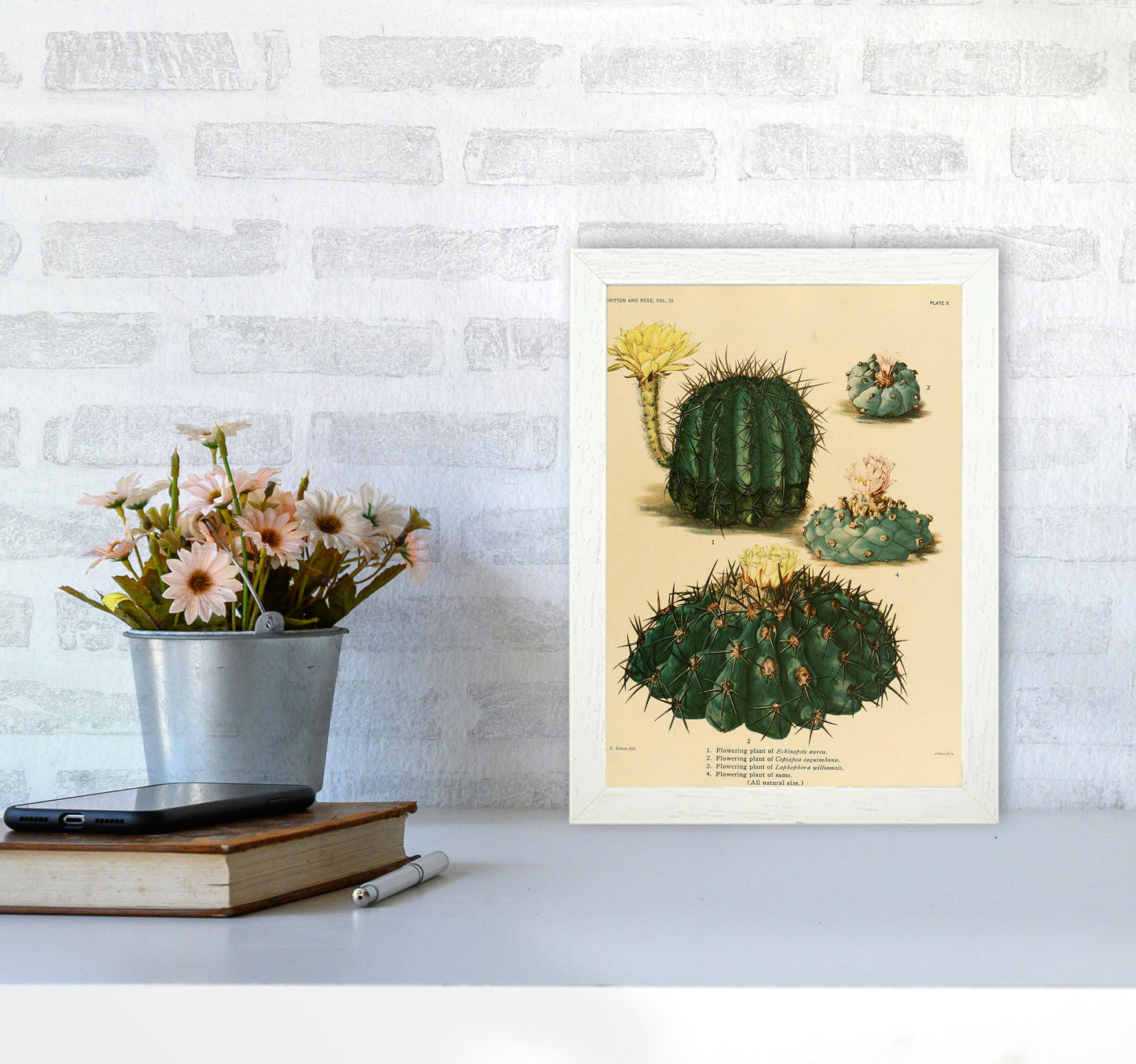 Cactus Series8 Art Print by Jason Stanley A4 Oak Frame