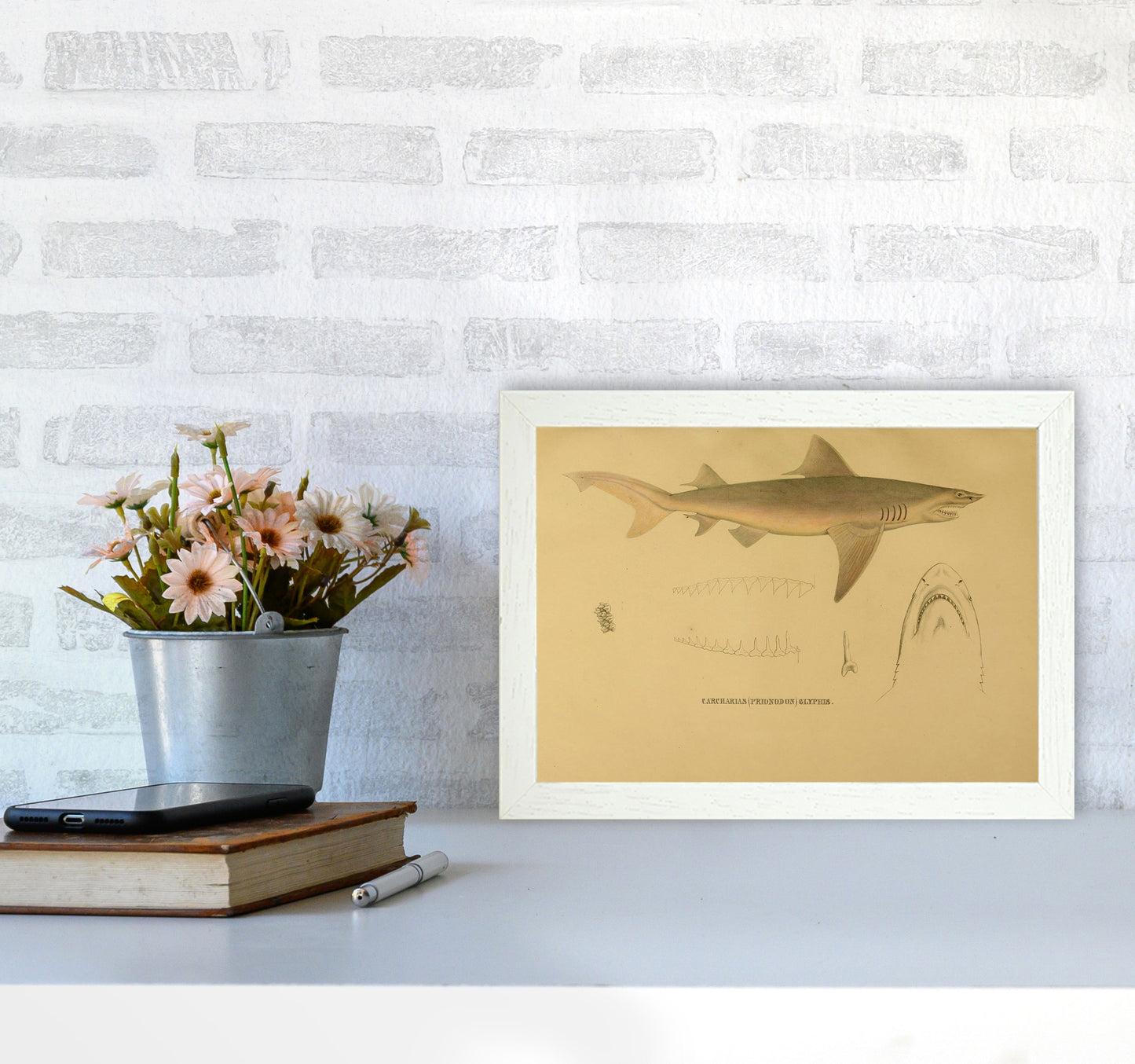 Shark Series 3 Art Print by Jason Stanley A4 Oak Frame