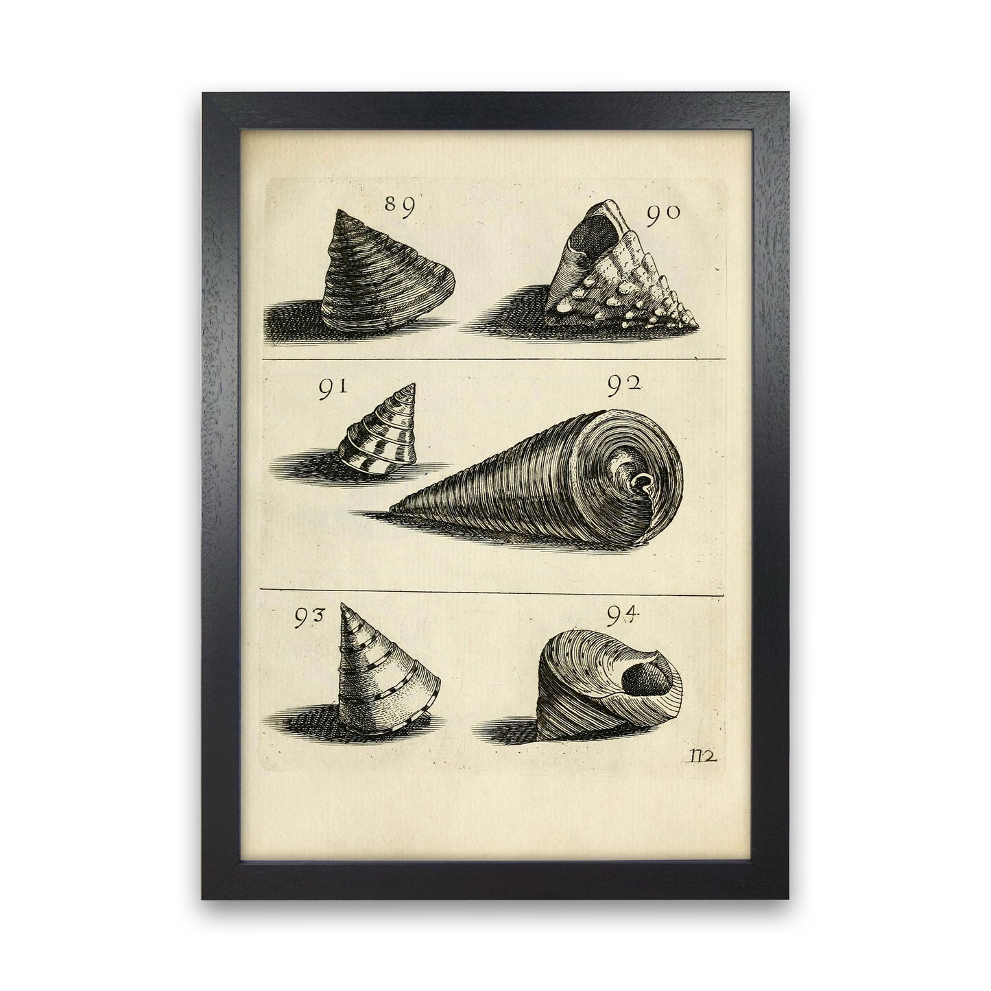 Set Of Vintage Shells Art Print by Jason Stanley Black Grain