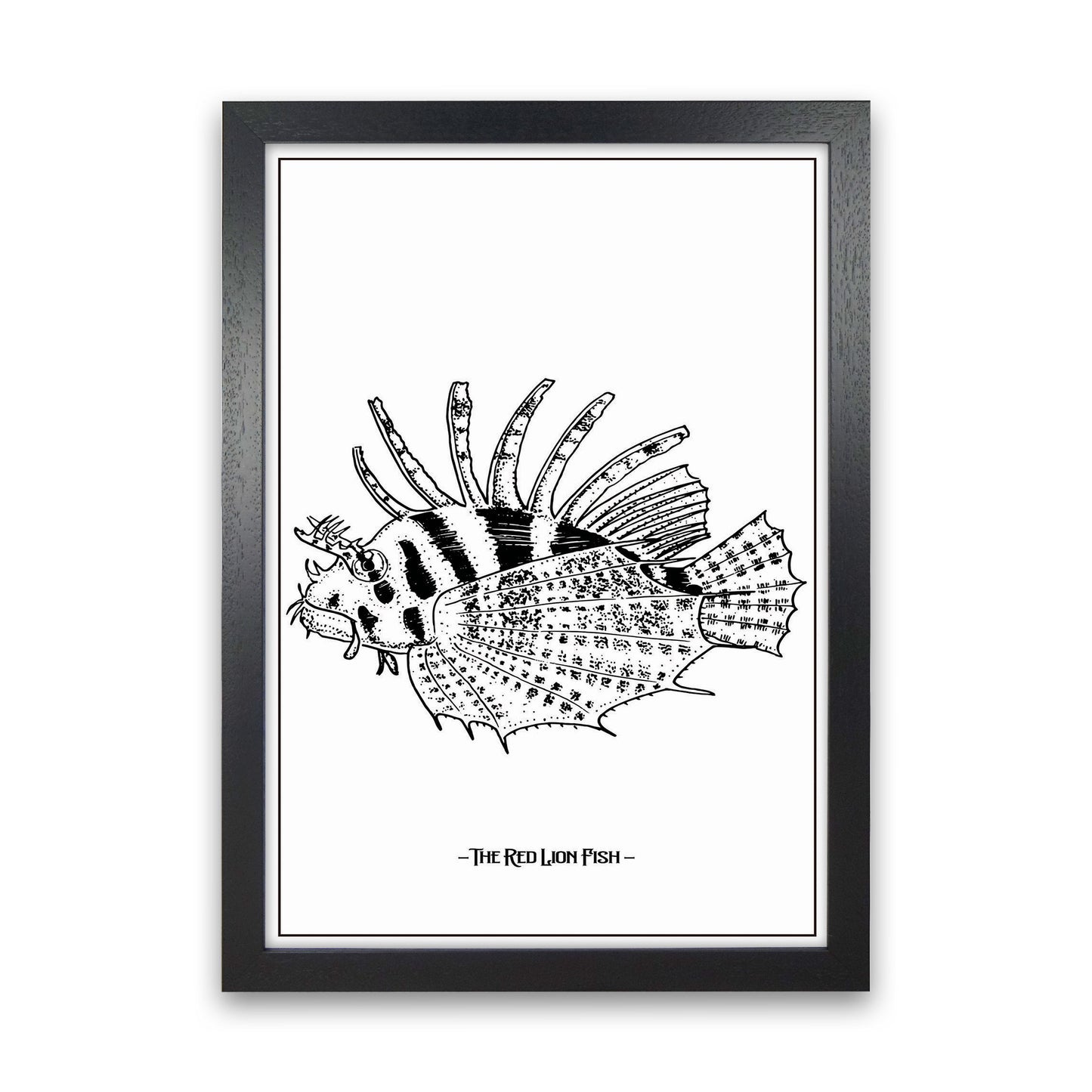 The Red Lion Fish Art Print by Jason Stanley Black Grain