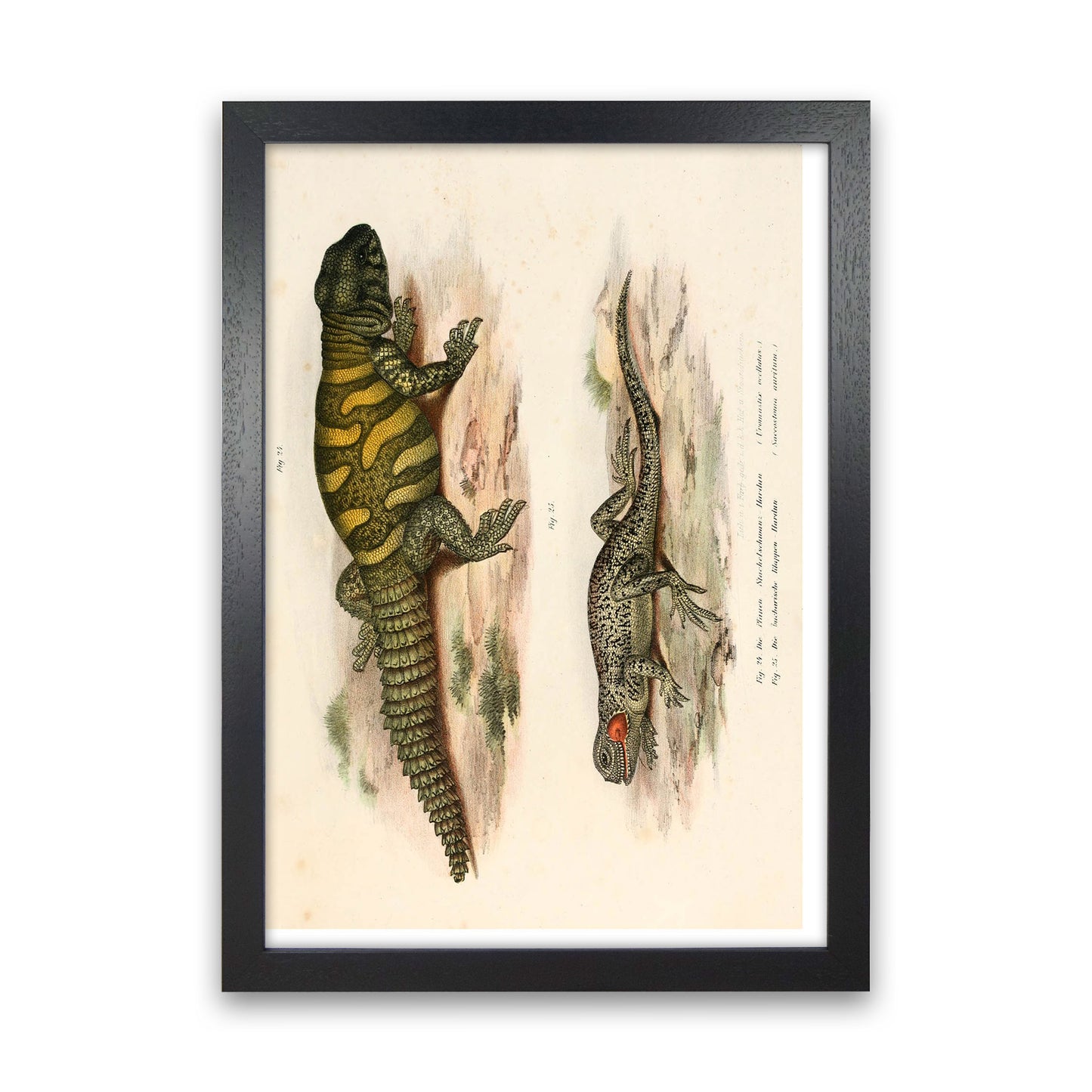 Vintage Lizard Illustration Art Print by Jason Stanley Black Grain