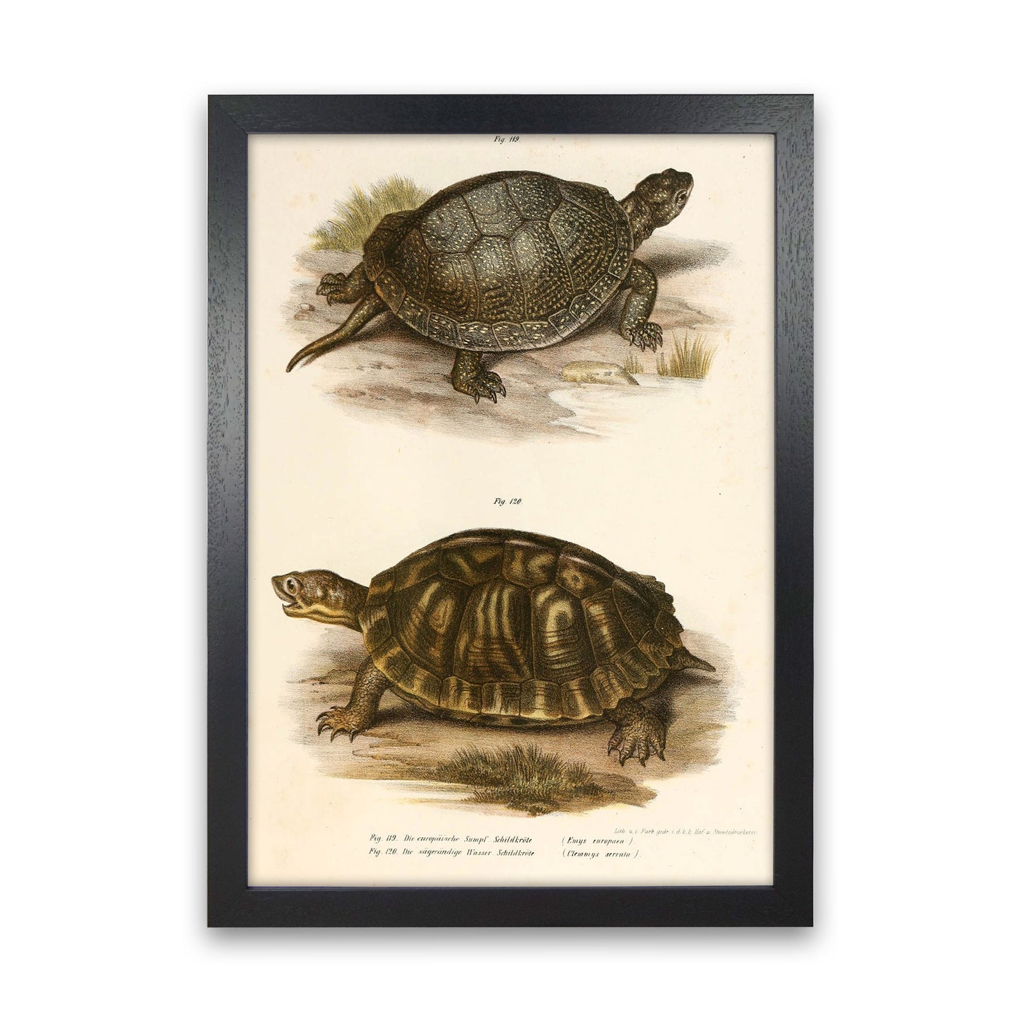 Vintage Turtle Illustration Art Print by Jason Stanley Black Grain