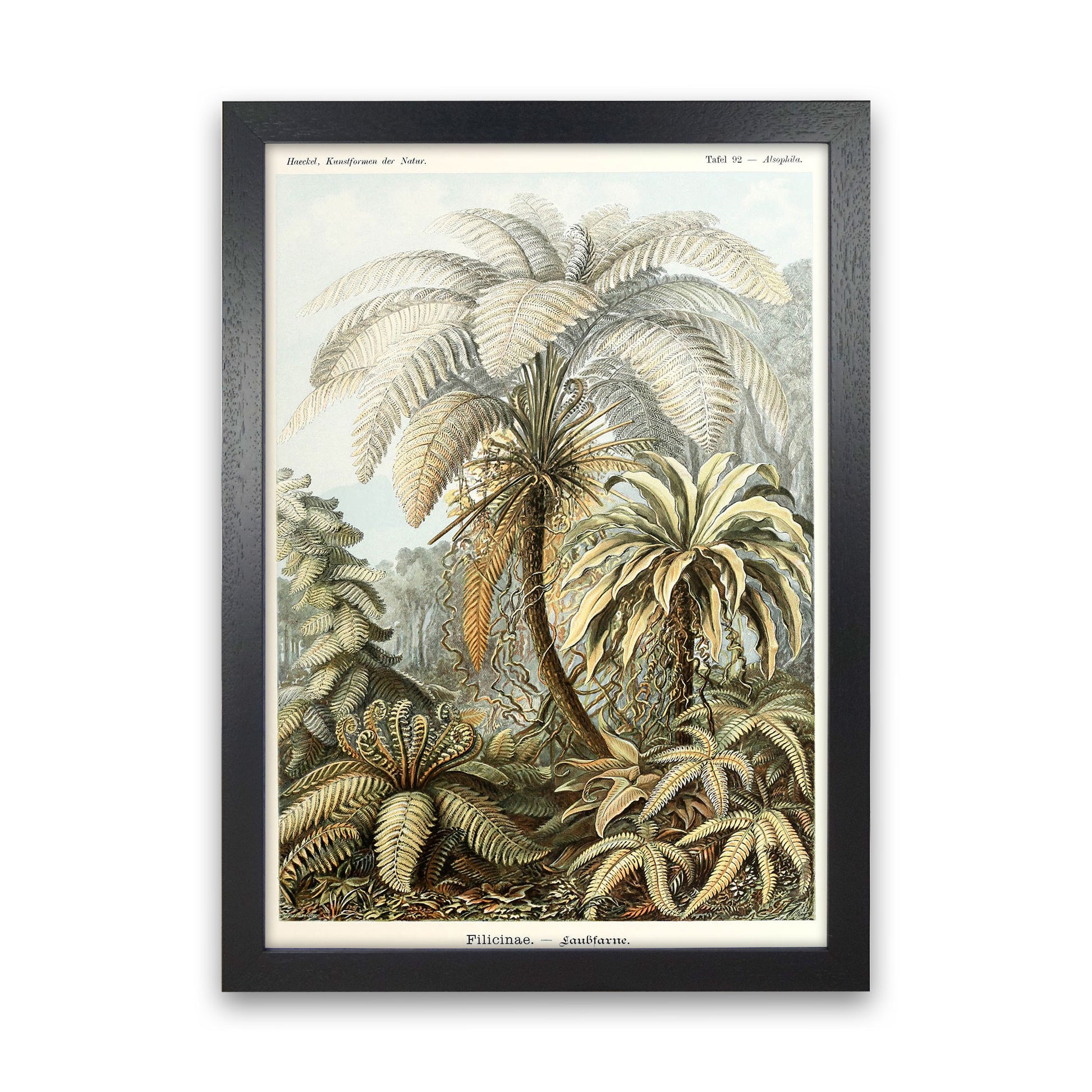 Vintage Jungle Illustration Art Print by Jason Stanley Black Grain