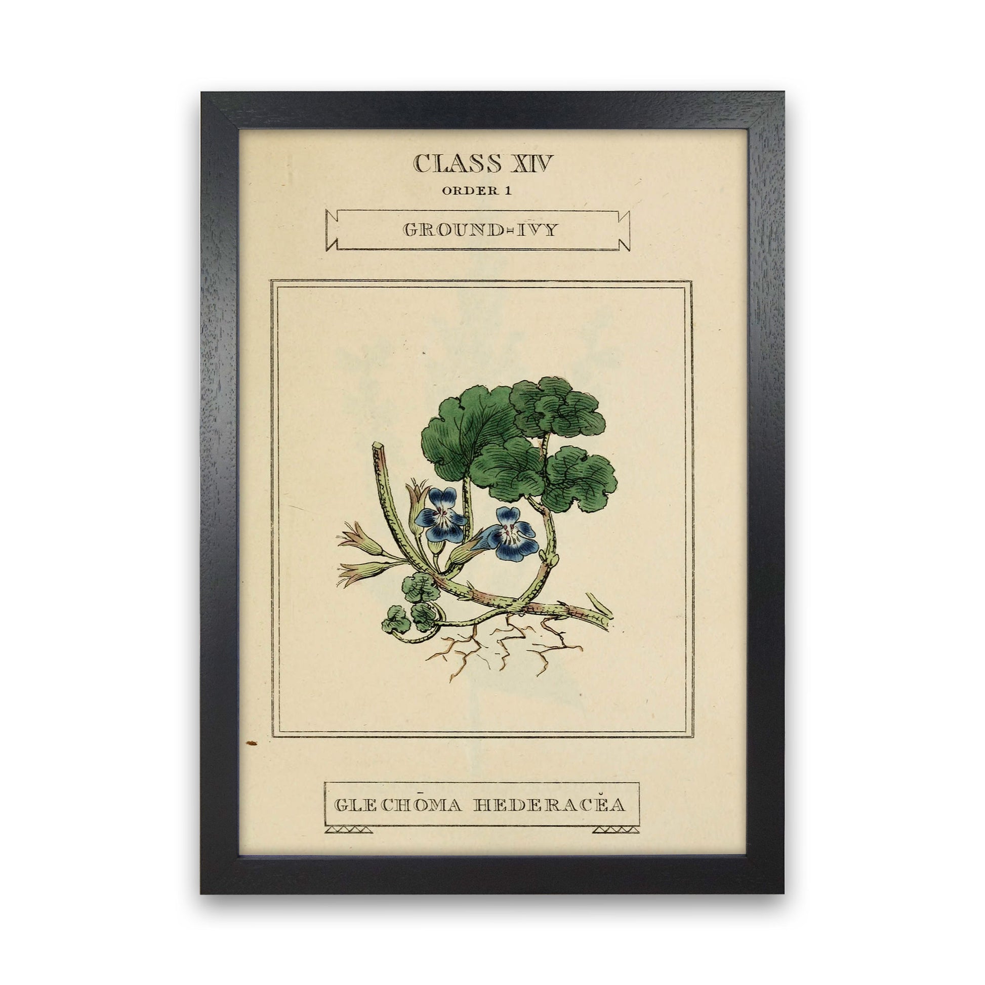 Vintage Flower Series 8 Art Print by Jason Stanley Black Grain