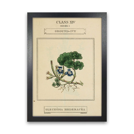 Vintage Flower Series 8 Art Print by Jason Stanley Black Grain