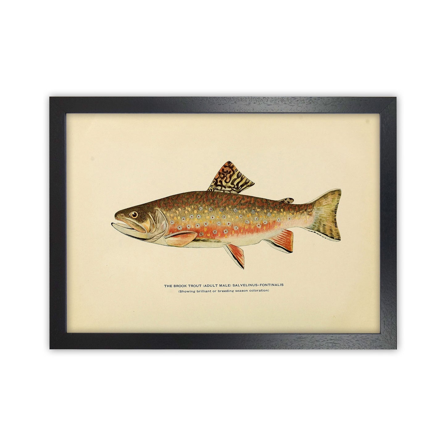 Brook Trout Illustration Art Print by Jason Stanley Black Grain