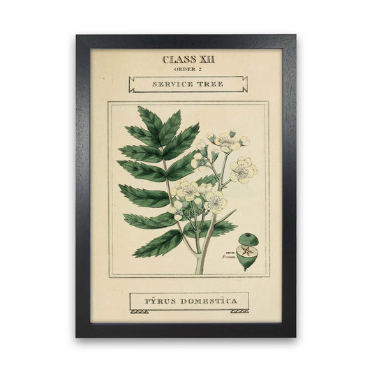 Vintage Flower Series 5 Art Print by Jason Stanley Black Grain