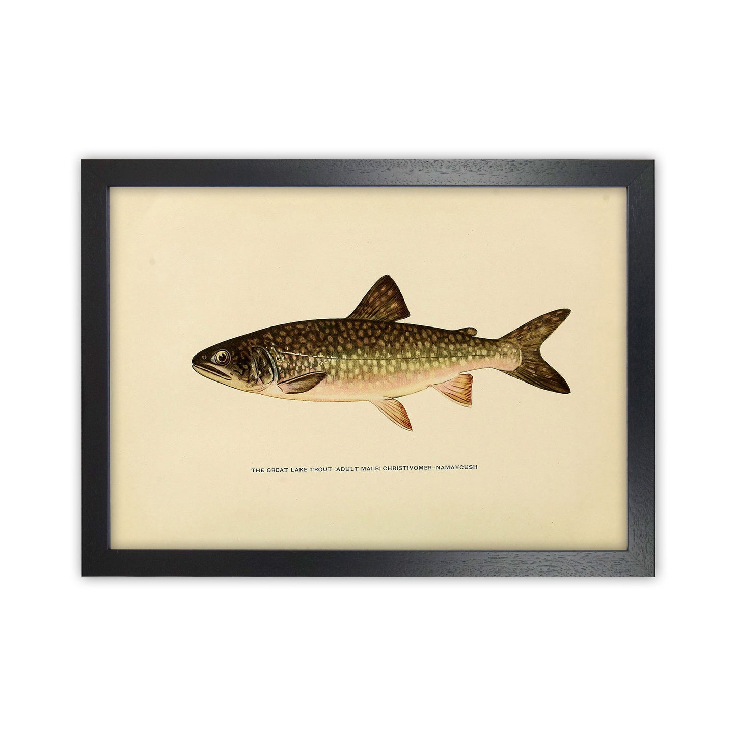 Lake Trout Illustration Art Print by Jason Stanley Black Grain