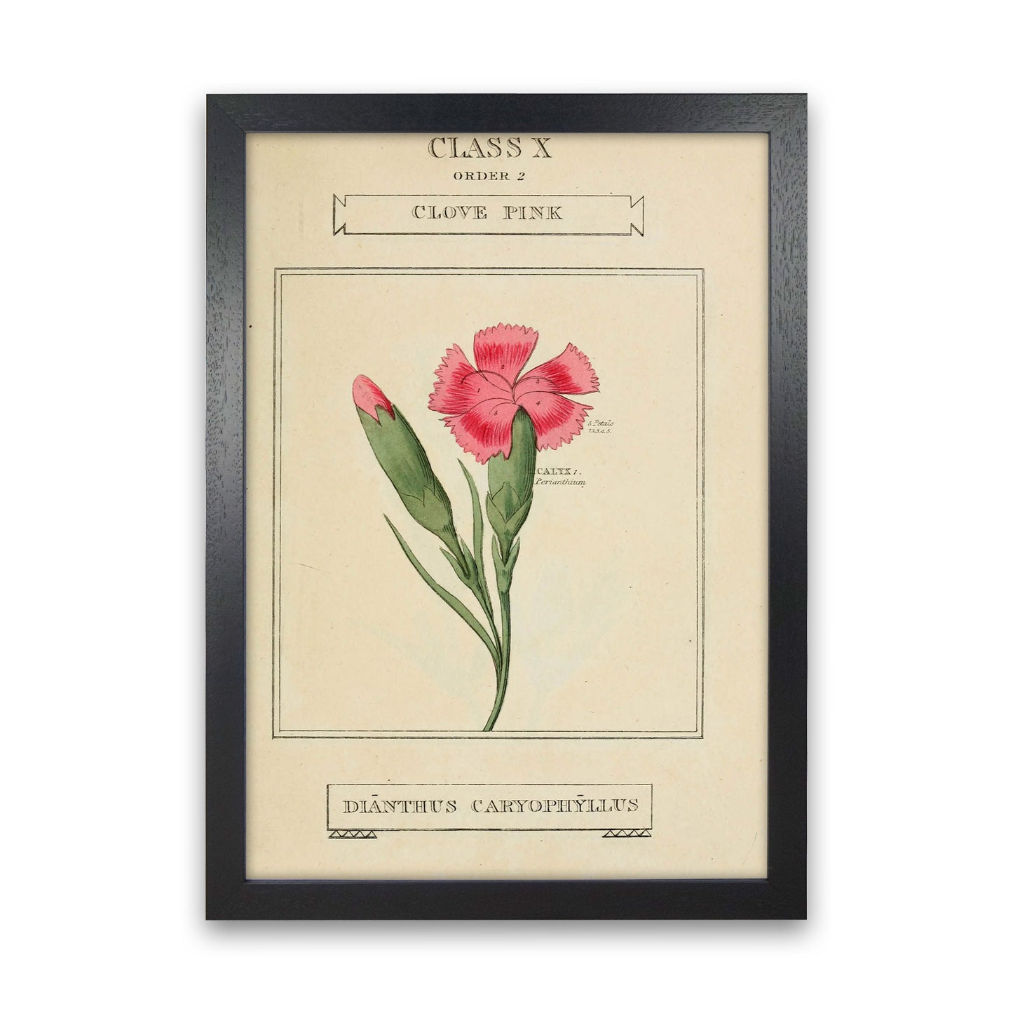Vintage Flower Series 4 Art Print by Jason Stanley Black Grain