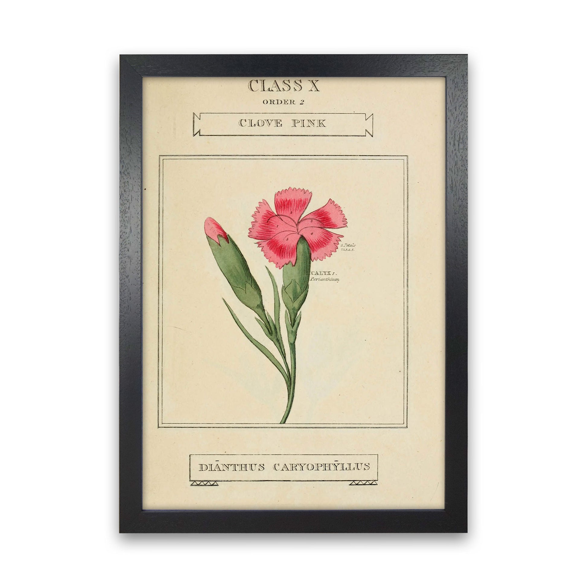 Vintage Flower Series 4 Art Print by Jason Stanley Black Grain
