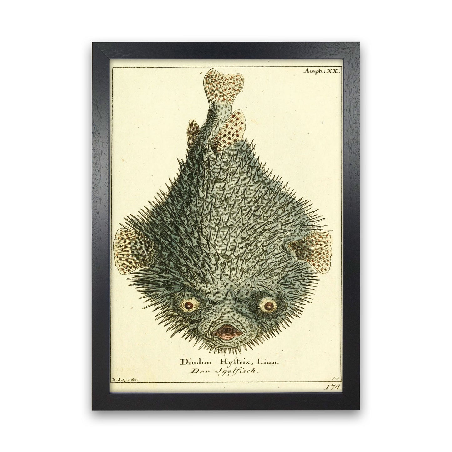 Vintage Japanese Fish Art Print by Jason Stanley Black Grain