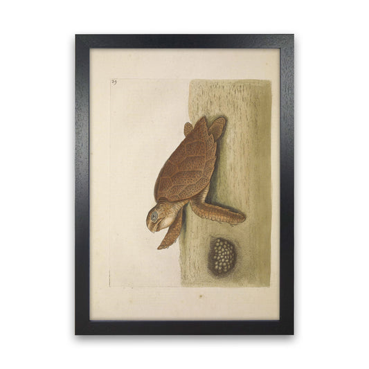 Vintage Sea Turtle Art Print by Jason Stanley Black Grain