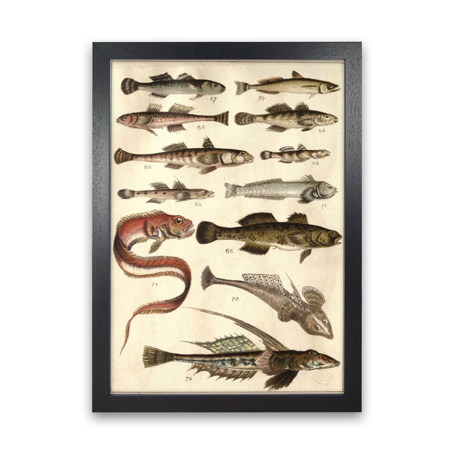 Creatures Of The Sea Art Print by Jason Stanley Black Grain