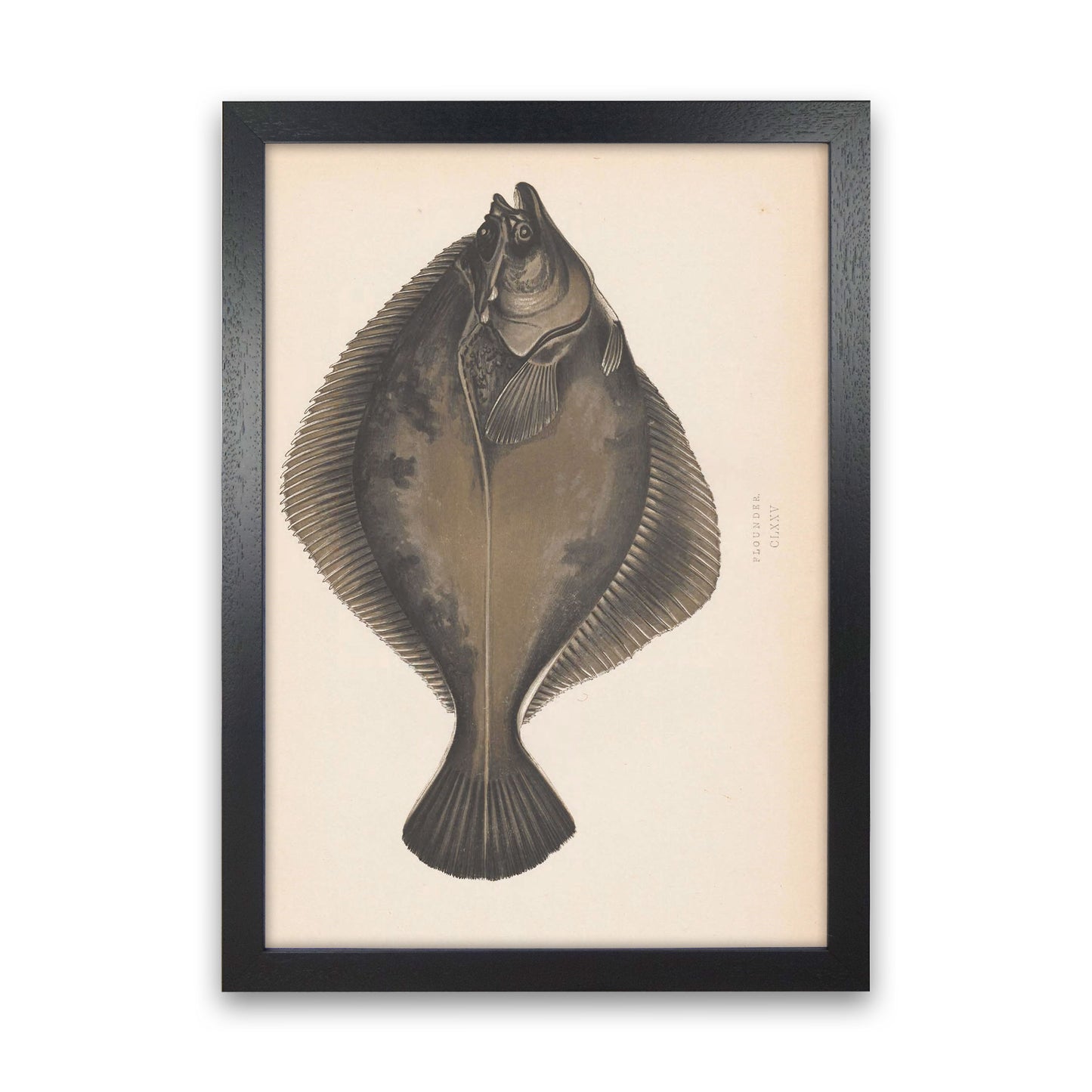 Vintage Flounder Art Print by Jason Stanley Black Grain