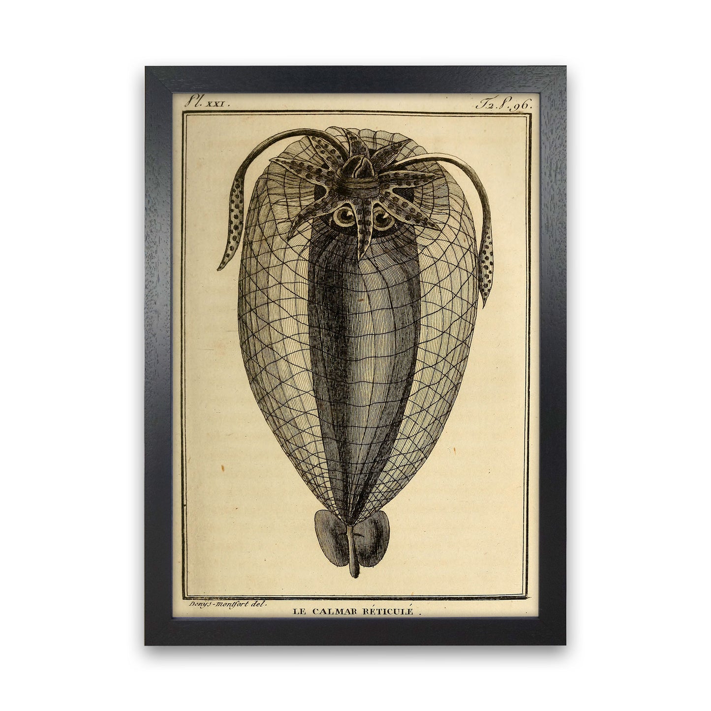 Vintage Squid 4 Art Print by Jason Stanley Black Grain