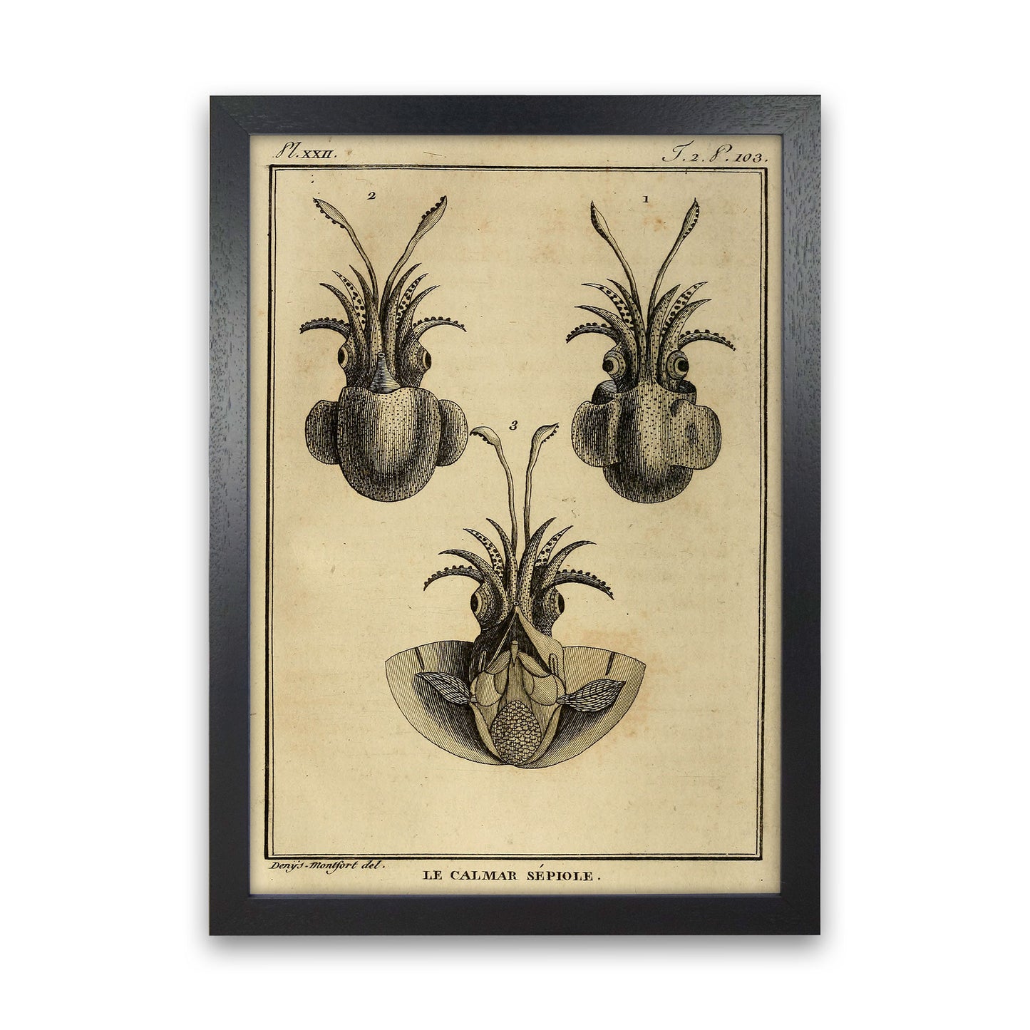 Vintage Squid 3 Art Print by Jason Stanley Black Grain