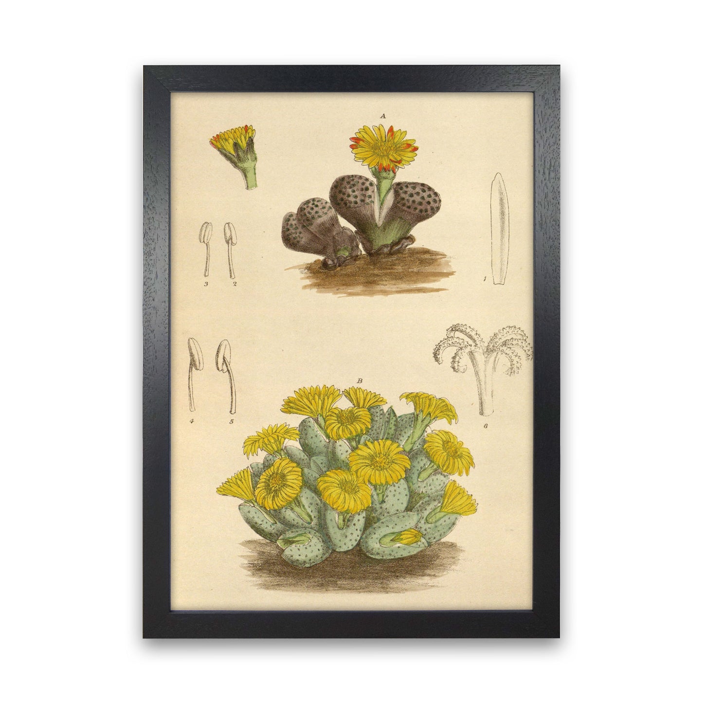 Vintage Cactus III Art Print by Jason Stanley Black Grain