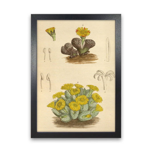 Vintage Cactus III Art Print by Jason Stanley Black Grain
