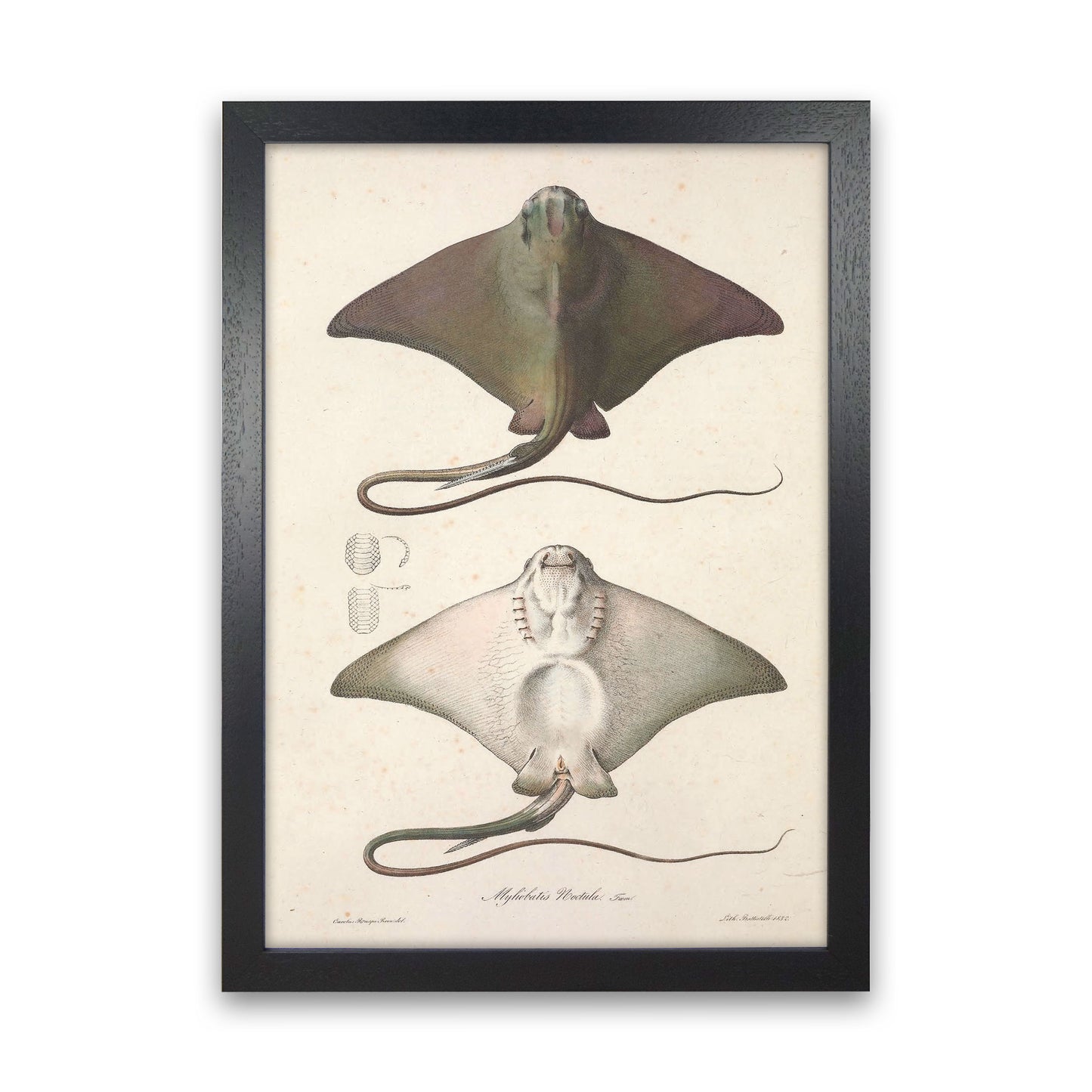 Vintage Stingray Art Print by Jason Stanley Black Grain