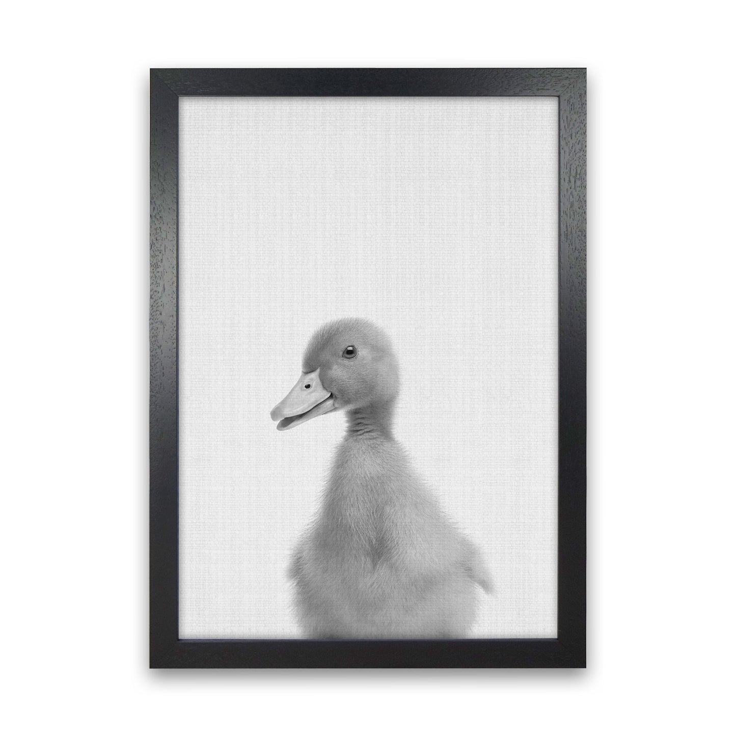 Curious Duck Art Print by Jason Stanley Black Grain