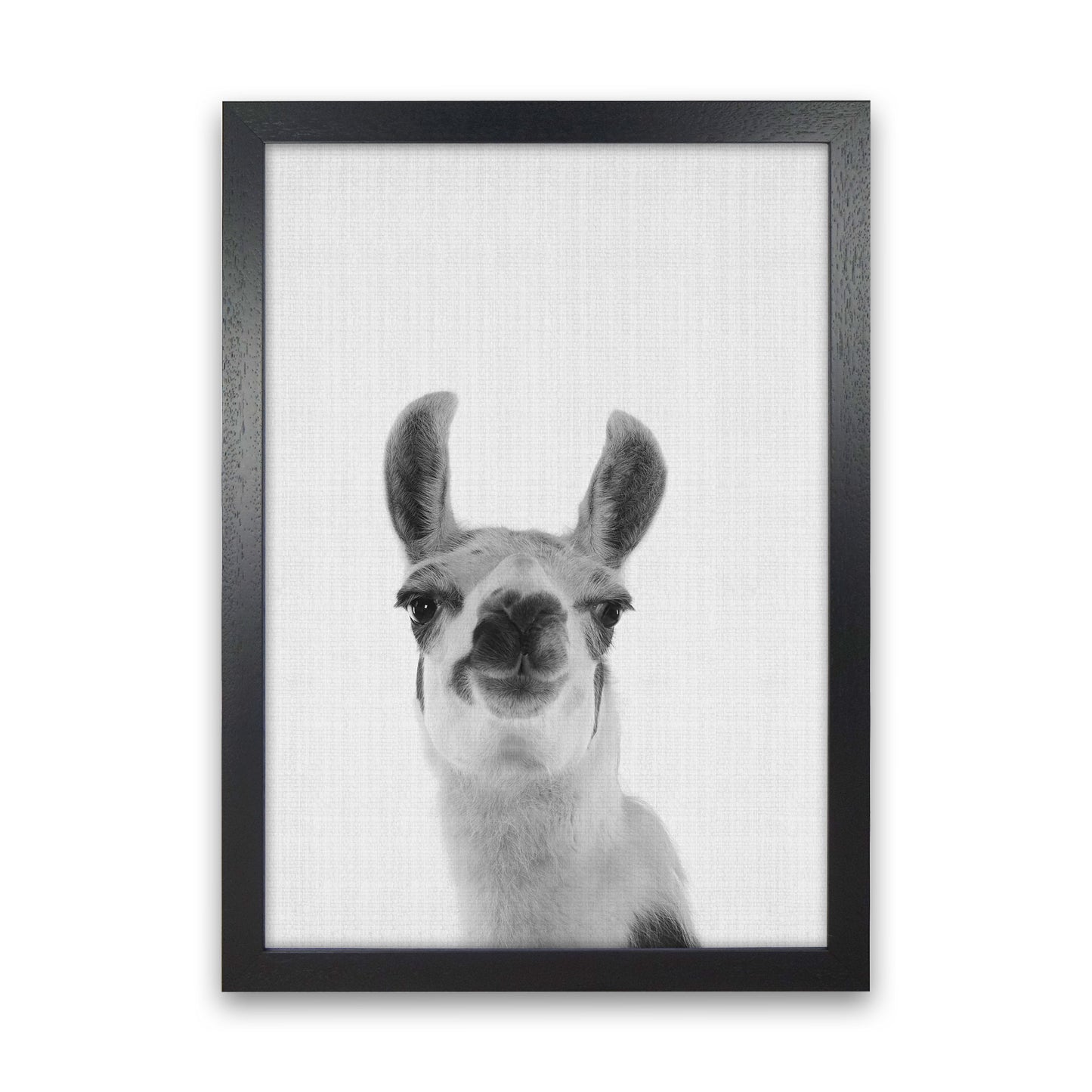 Llama Art Print by Jason Stanley Black Grain