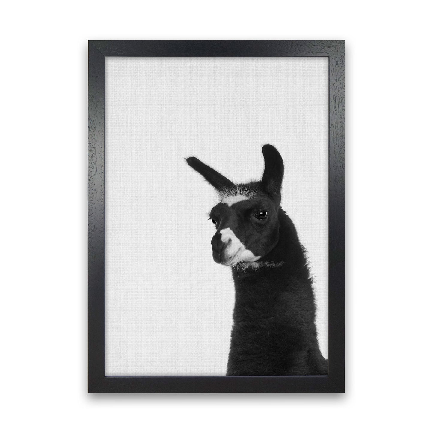 Llama #2 Art Print by Jason Stanley Black Grain