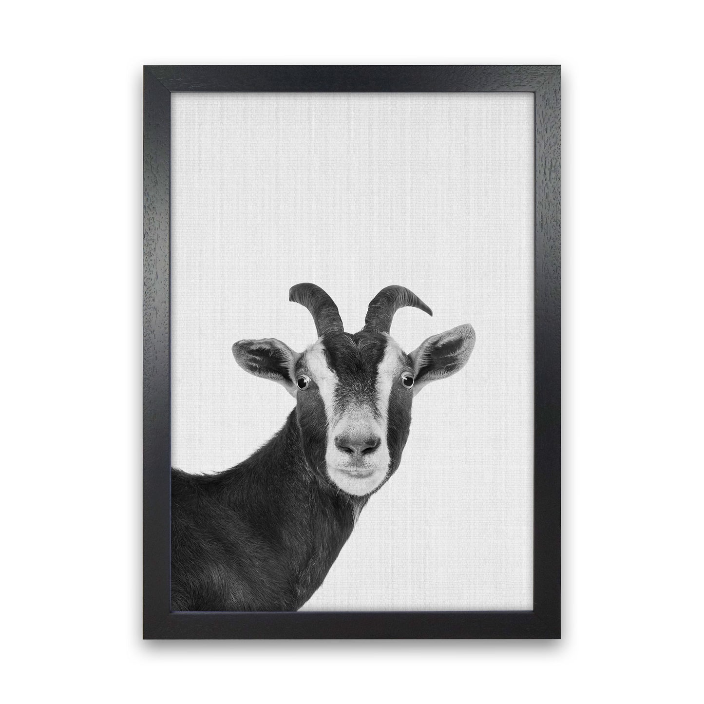 Surprised Goat Art Print by Jason Stanley Black Grain