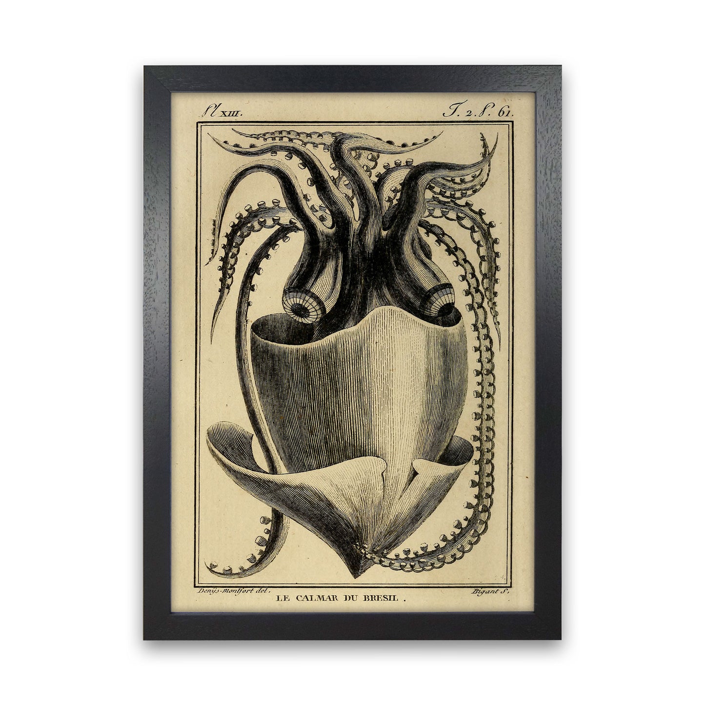 Vintage Squid Art Print by Jason Stanley Black Grain