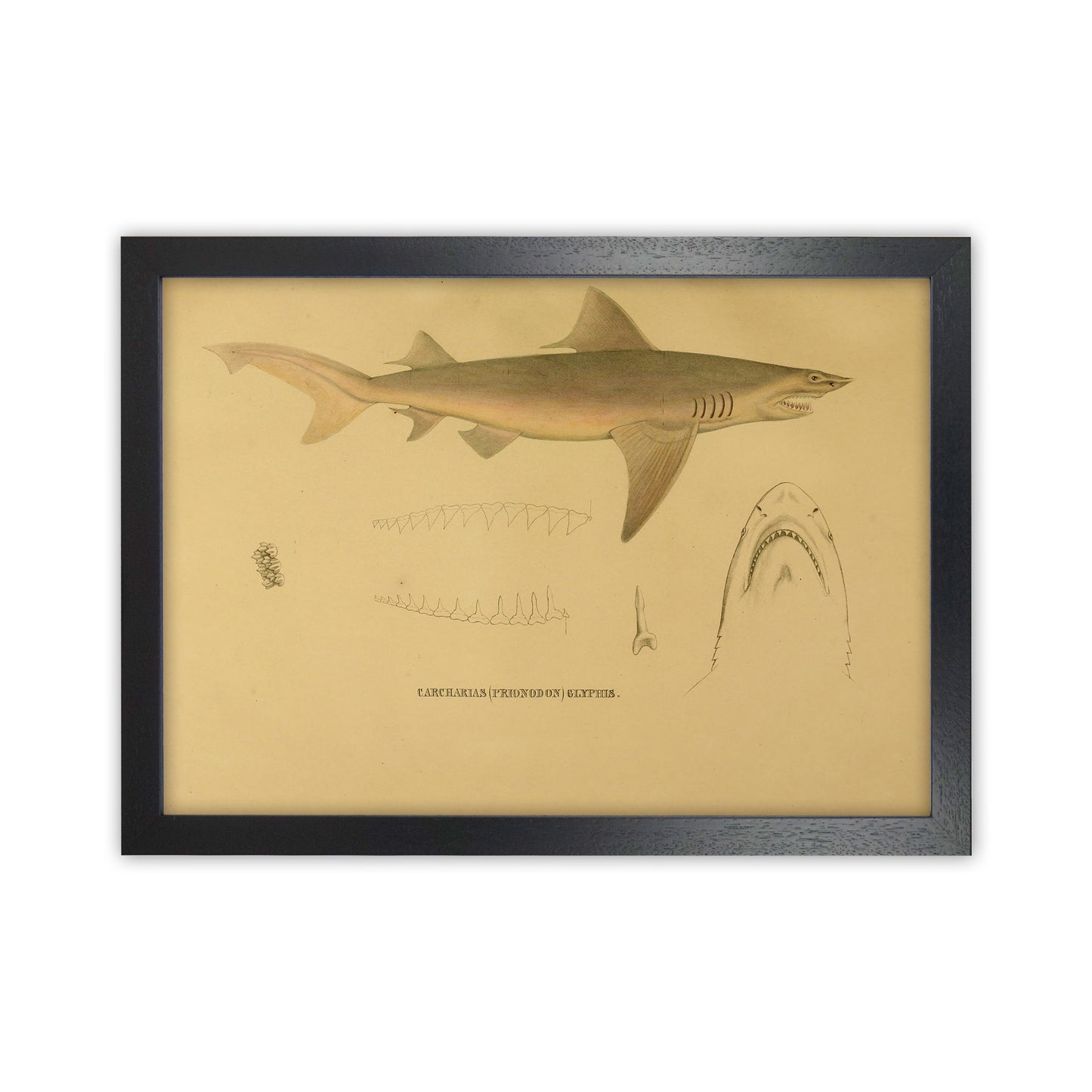 Shark Series 3 Art Print by Jason Stanley Black Grain