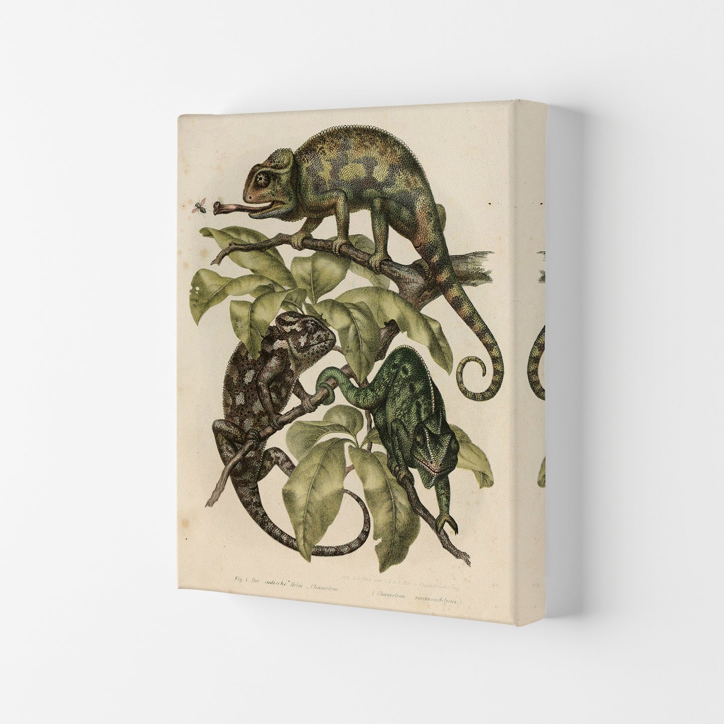 Vintage Chameleon Illustration Art Print by Jason Stanley Canvas