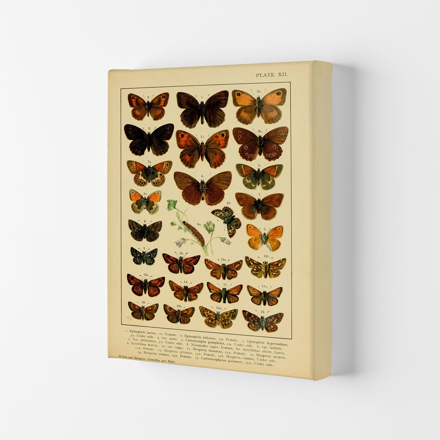 Vintage Butterfly Illustration #2 Art Print by Jason Stanley Canvas