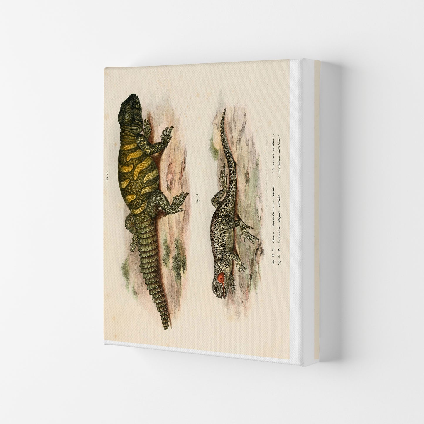 Vintage Lizard Illustration Art Print by Jason Stanley Canvas