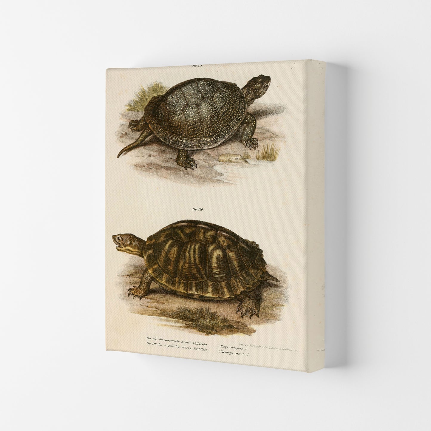 Vintage Turtle Illustration Art Print by Jason Stanley Canvas