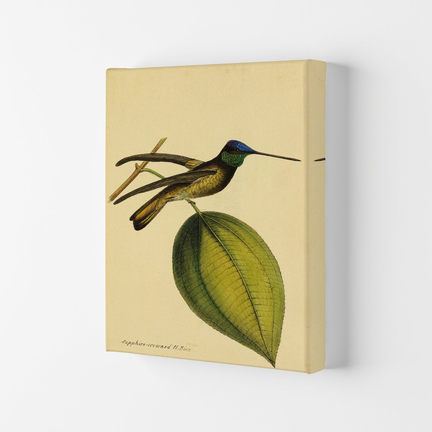 Sapphire Crowned Hummingbird Art Print by Jason Stanley Canvas
