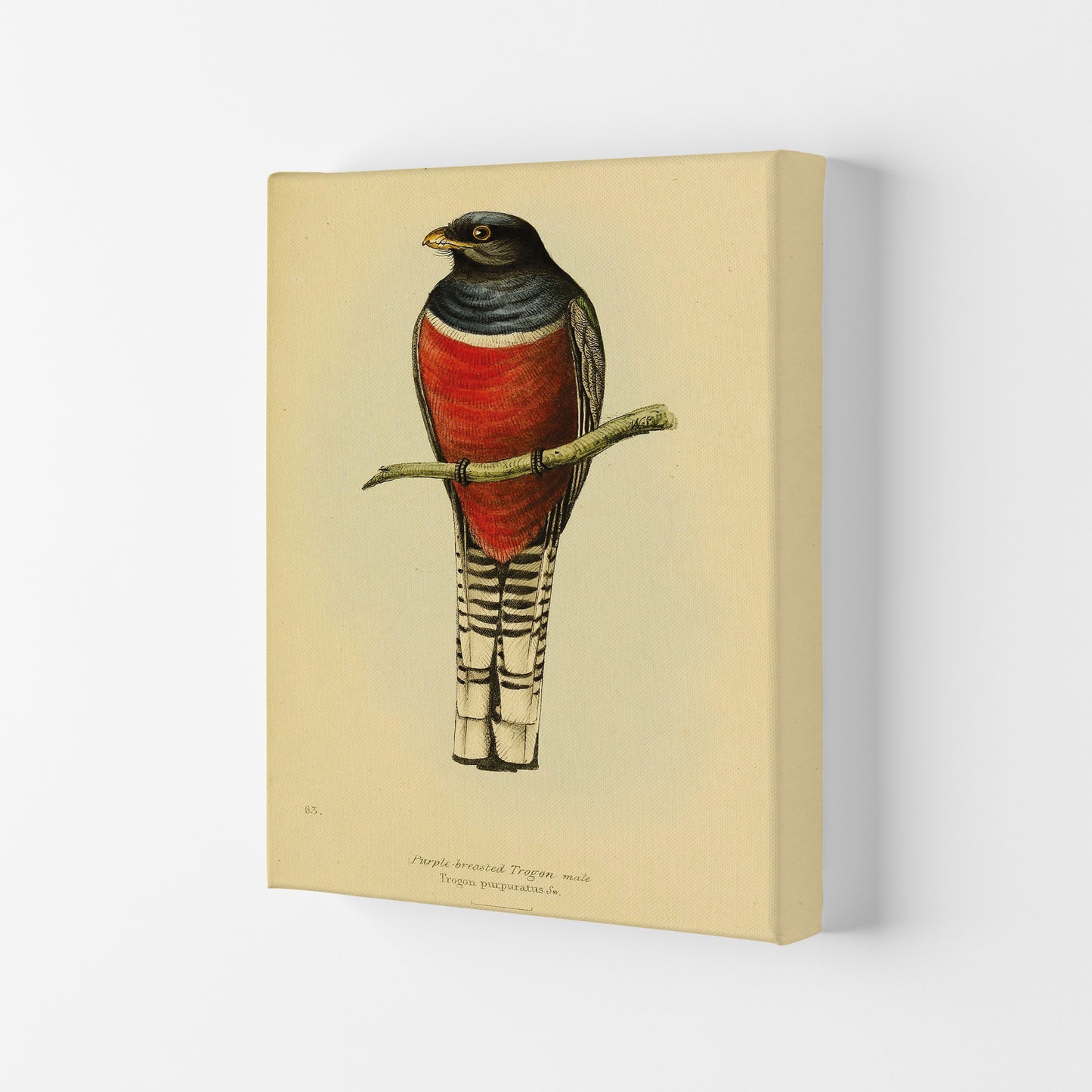 Purple Breasted Trogon Copy Art Print by Jason Stanley Canvas