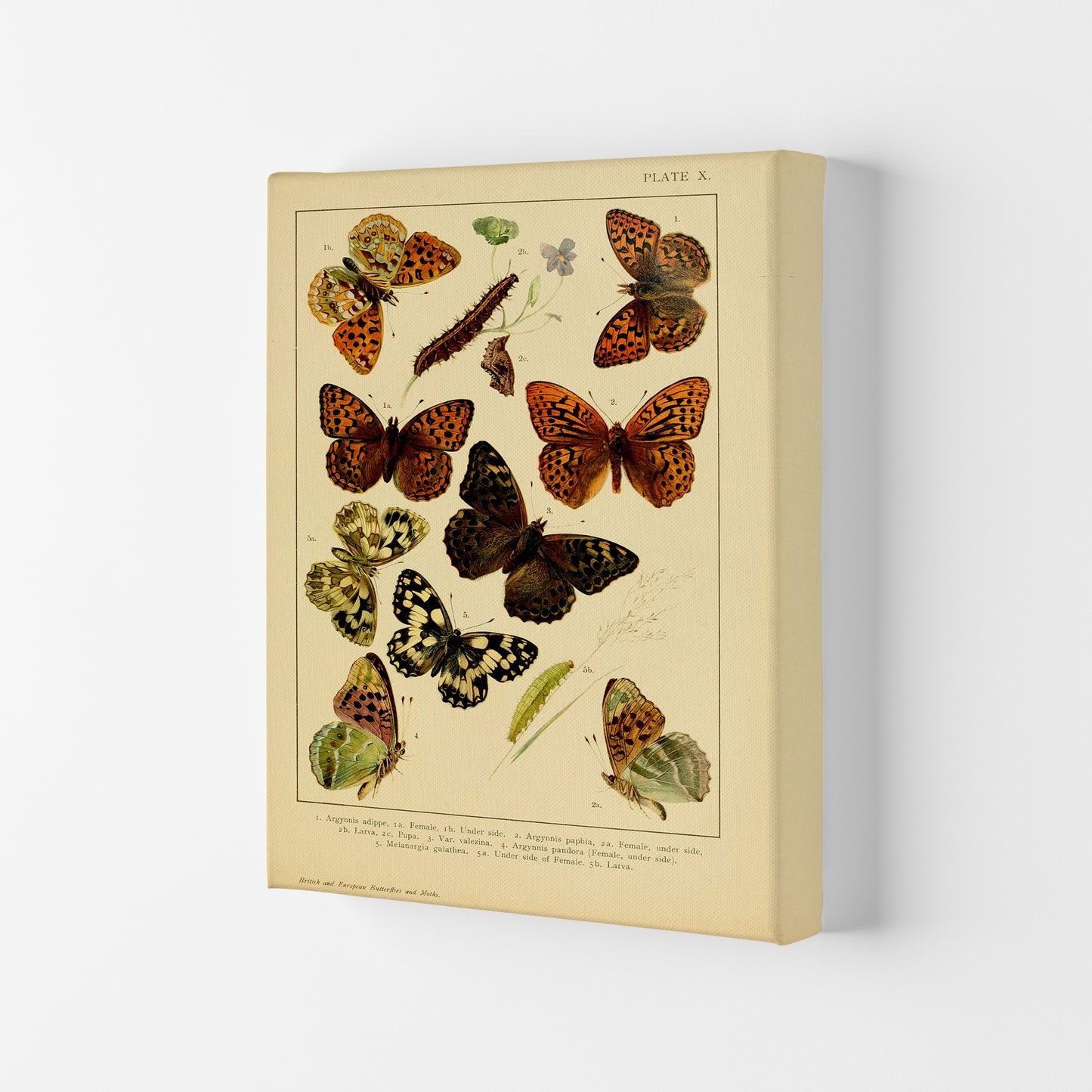 Vintage Butterfly Illustration Art Print by Jason Stanley Canvas